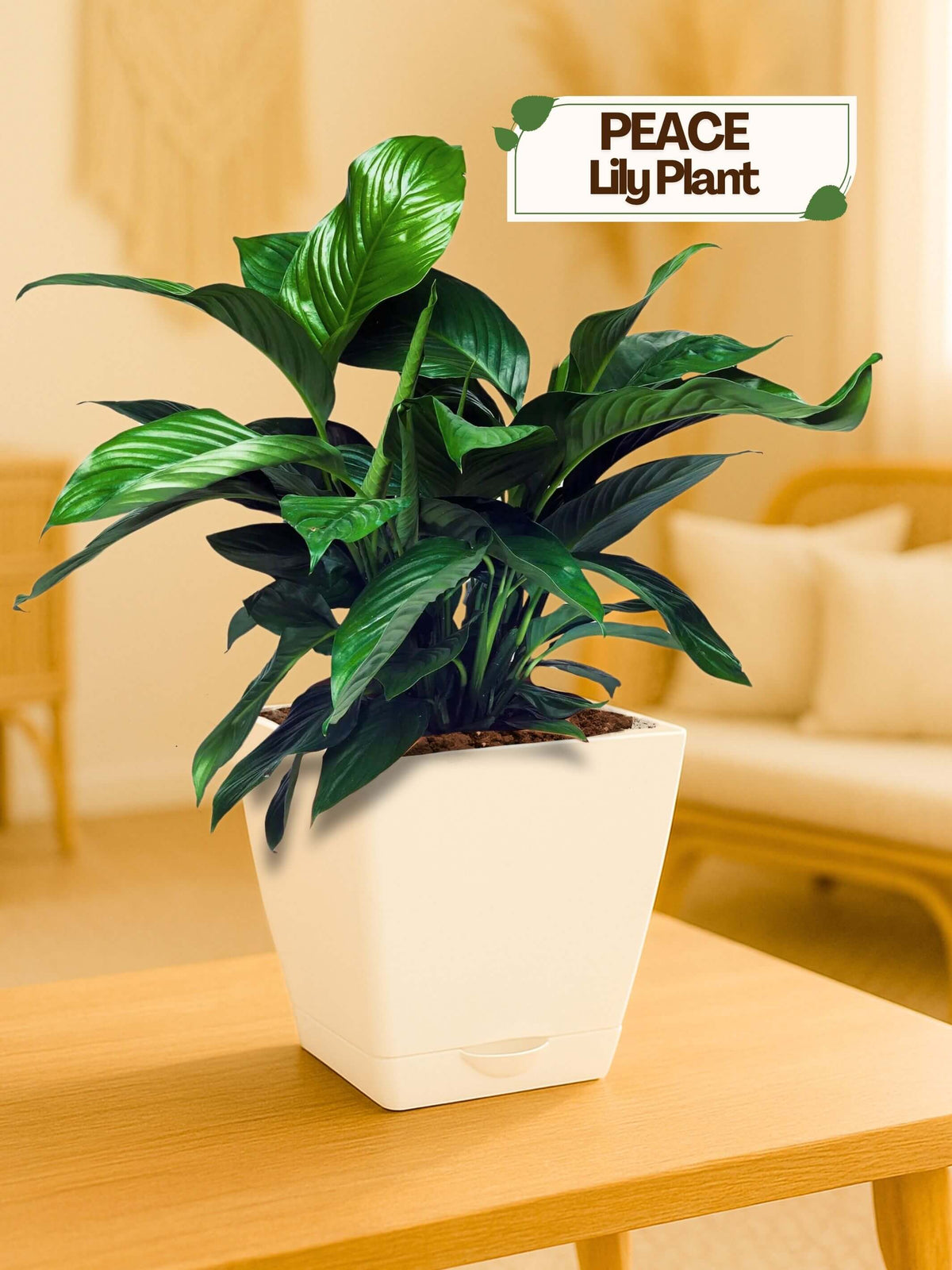 #color_White Pot