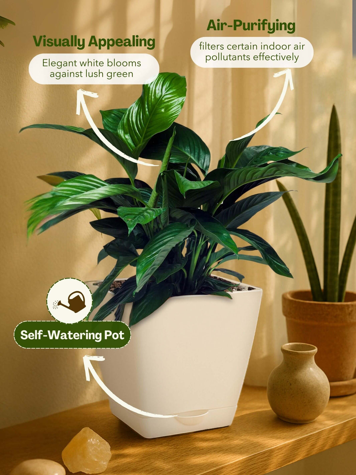 #color_White Pot