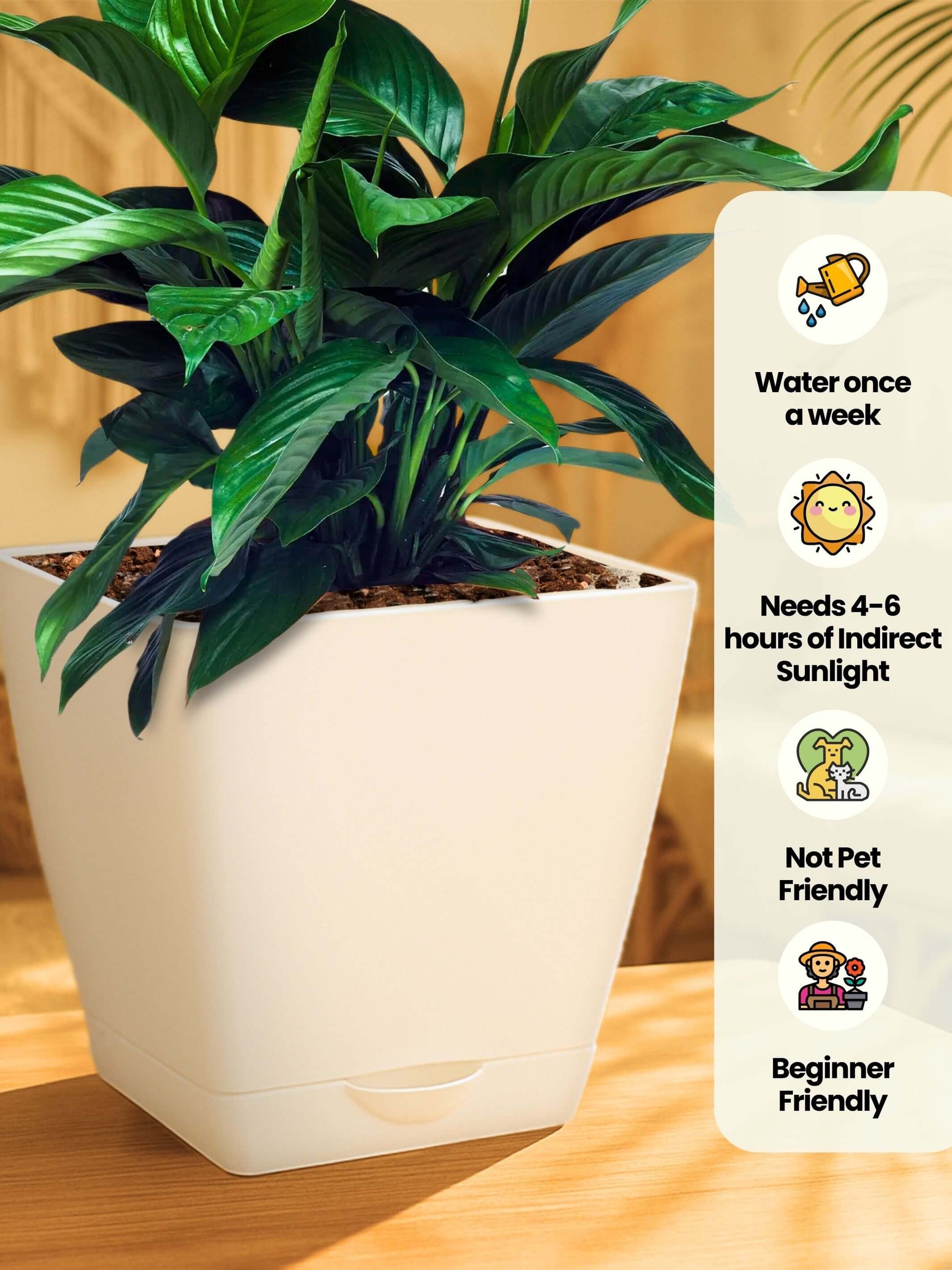 Peace Lily Plant with self-watering pot