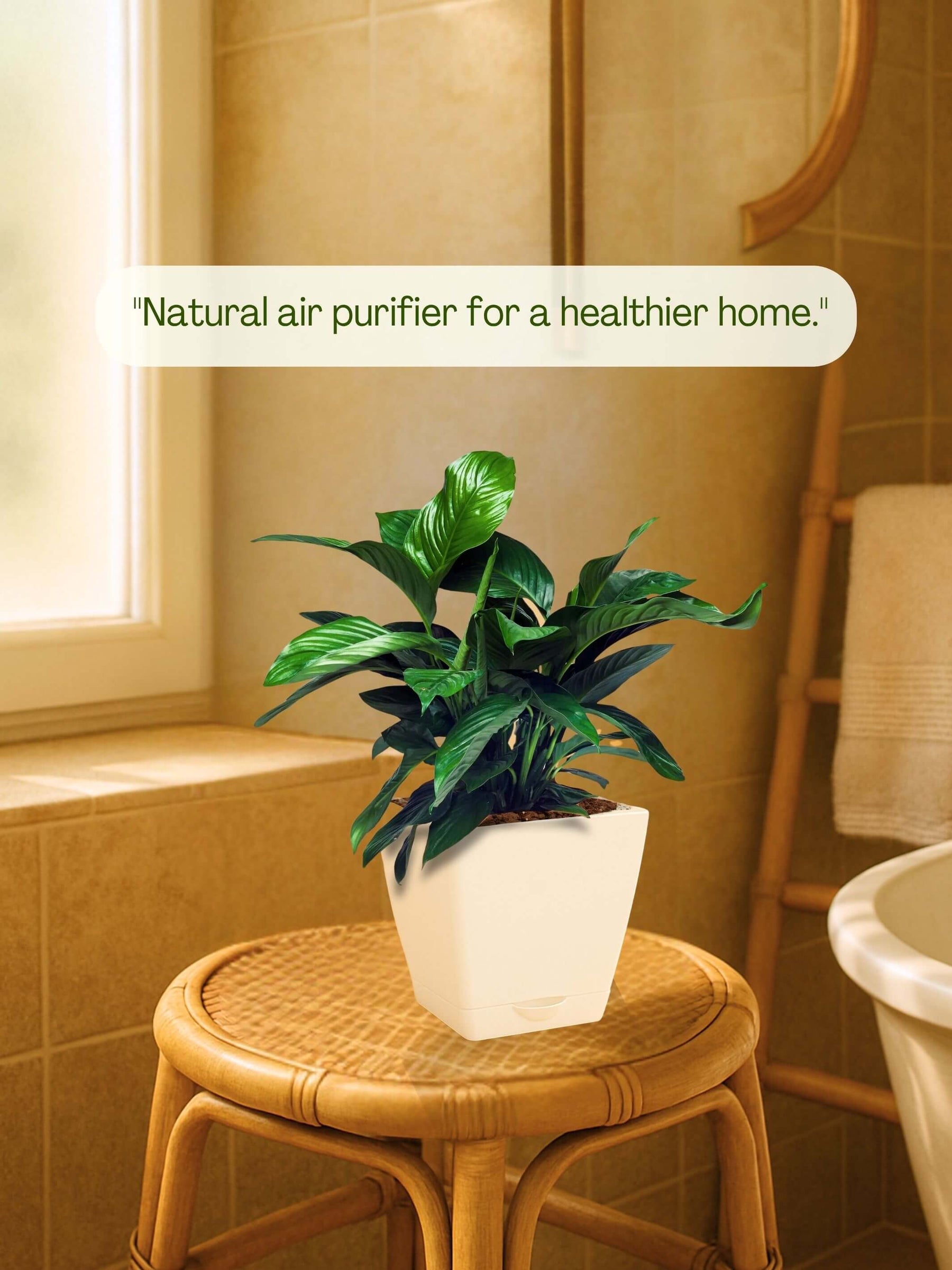 Peace Lily Plant with self-watering pot