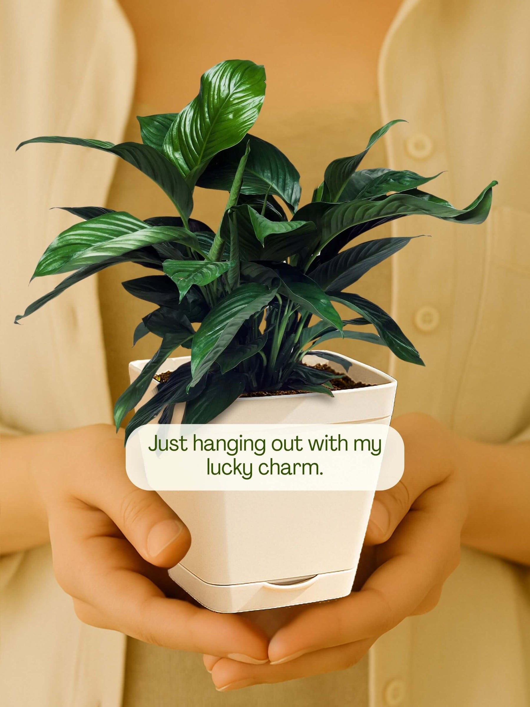 Peace Lily Plant with self-watering pot