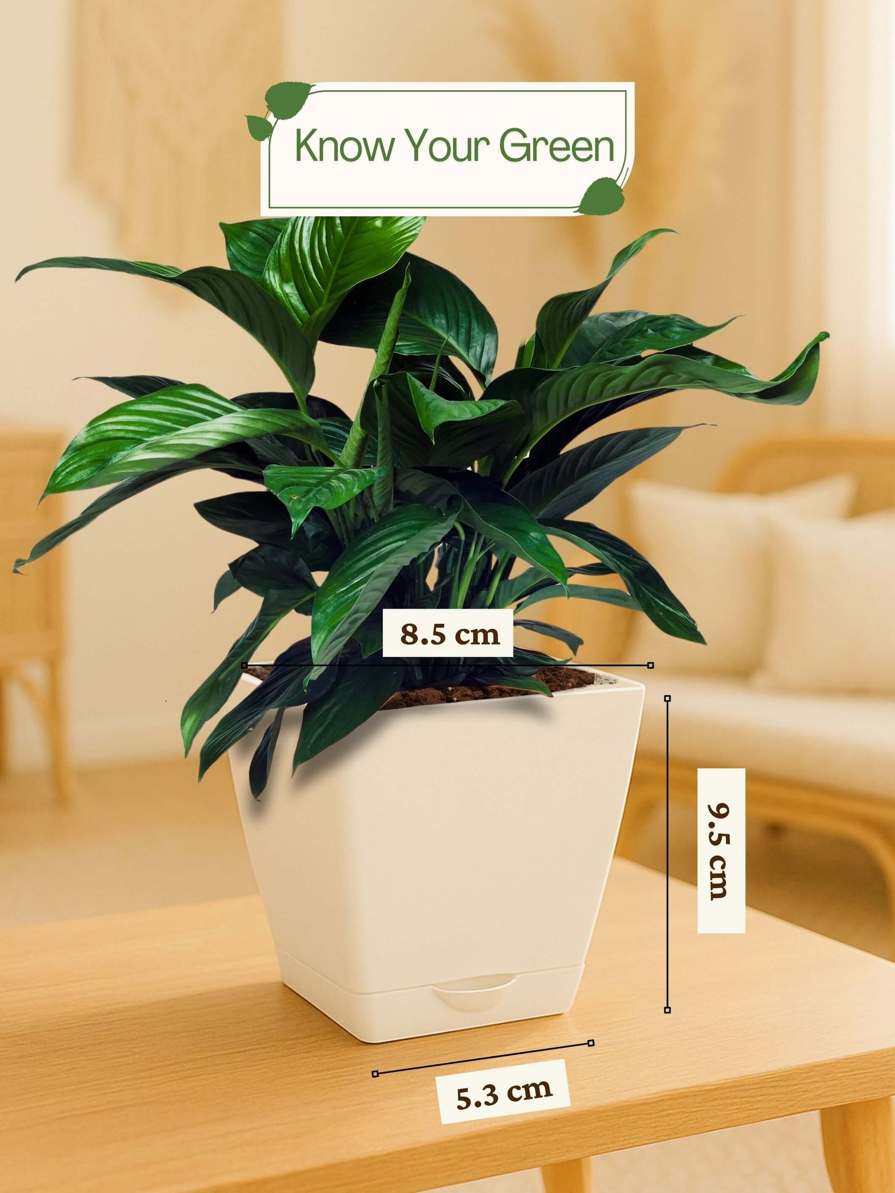 Peace Lily Plant with self-watering pot