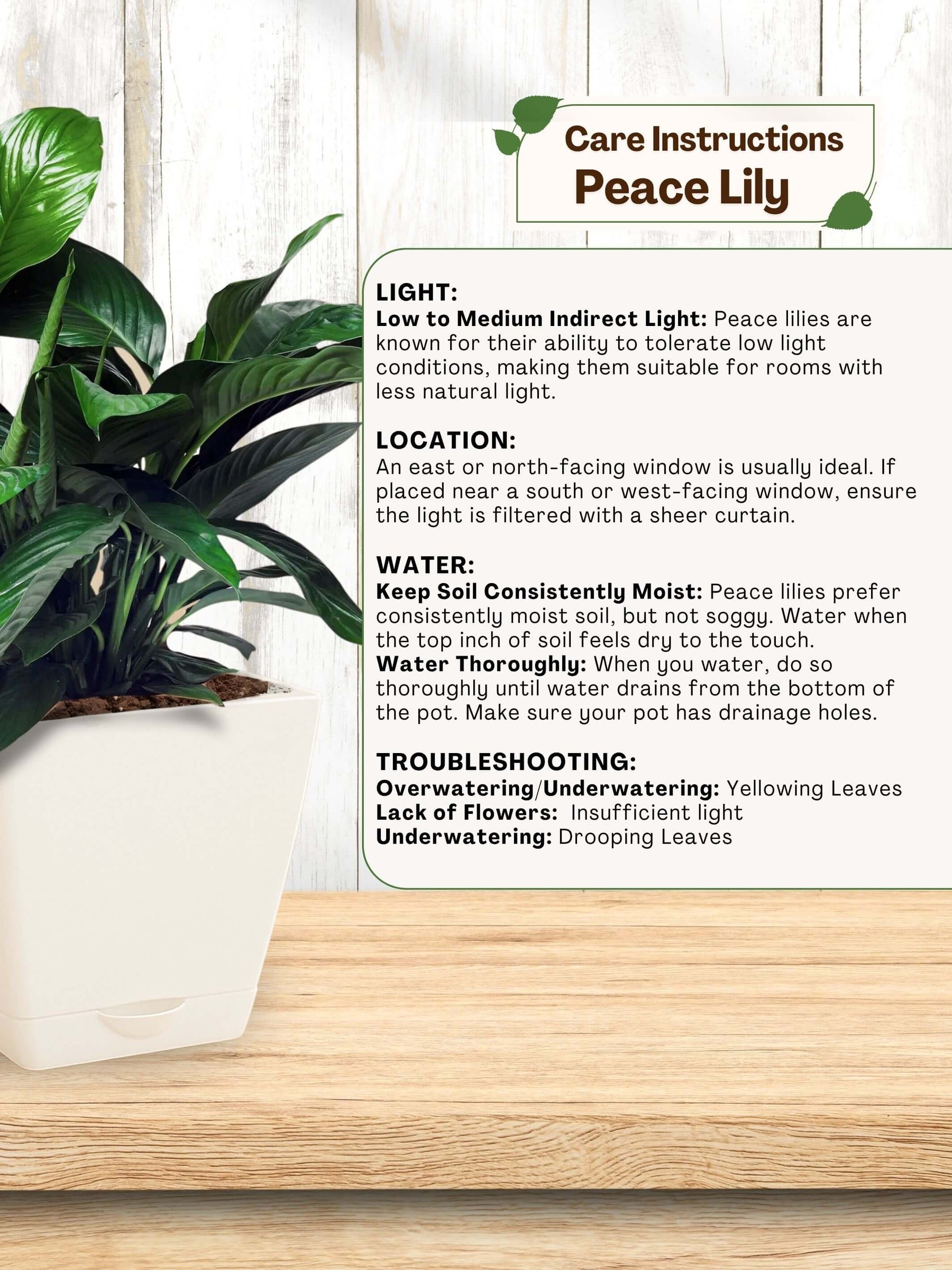 Peace Lily Plant with self-watering pot