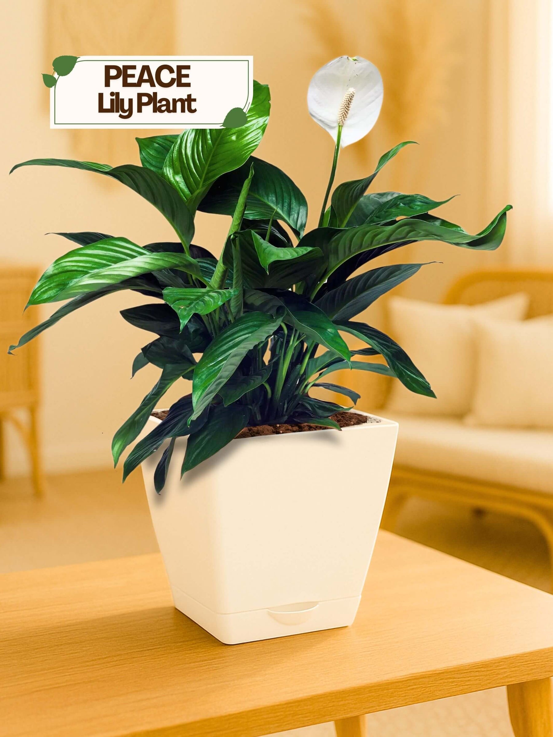 Peace Lily Plant with self-watering pot (white)