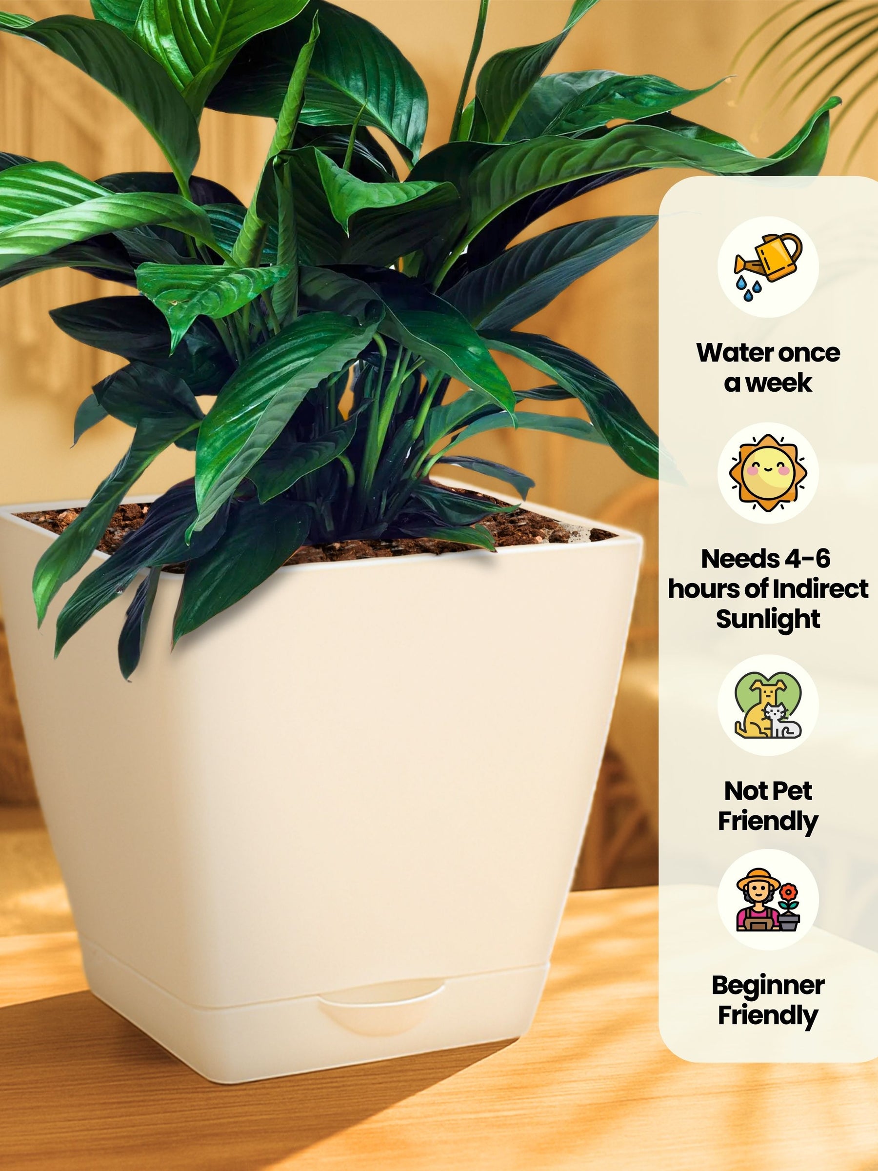 Peace Lily Plant with self-watering pot (white)