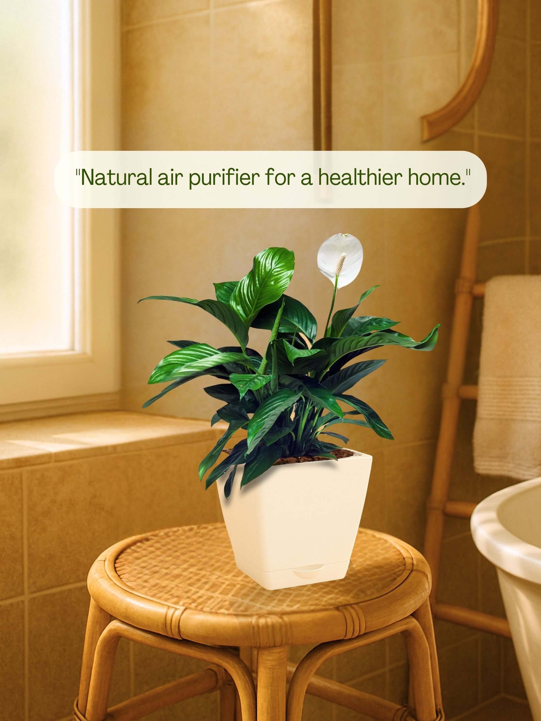 Peace Lily Plant with self-watering pot (white)