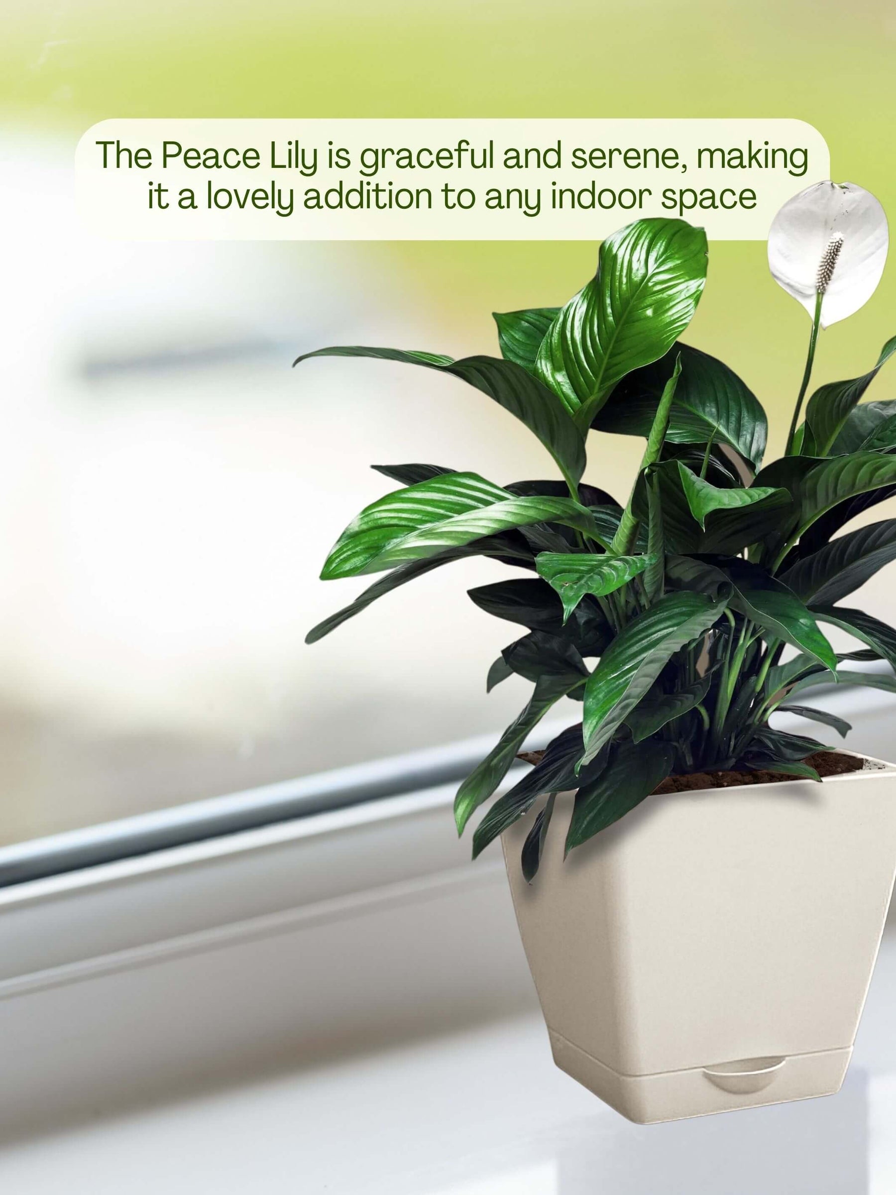 Peace Lily Plant with self-watering pot (white)