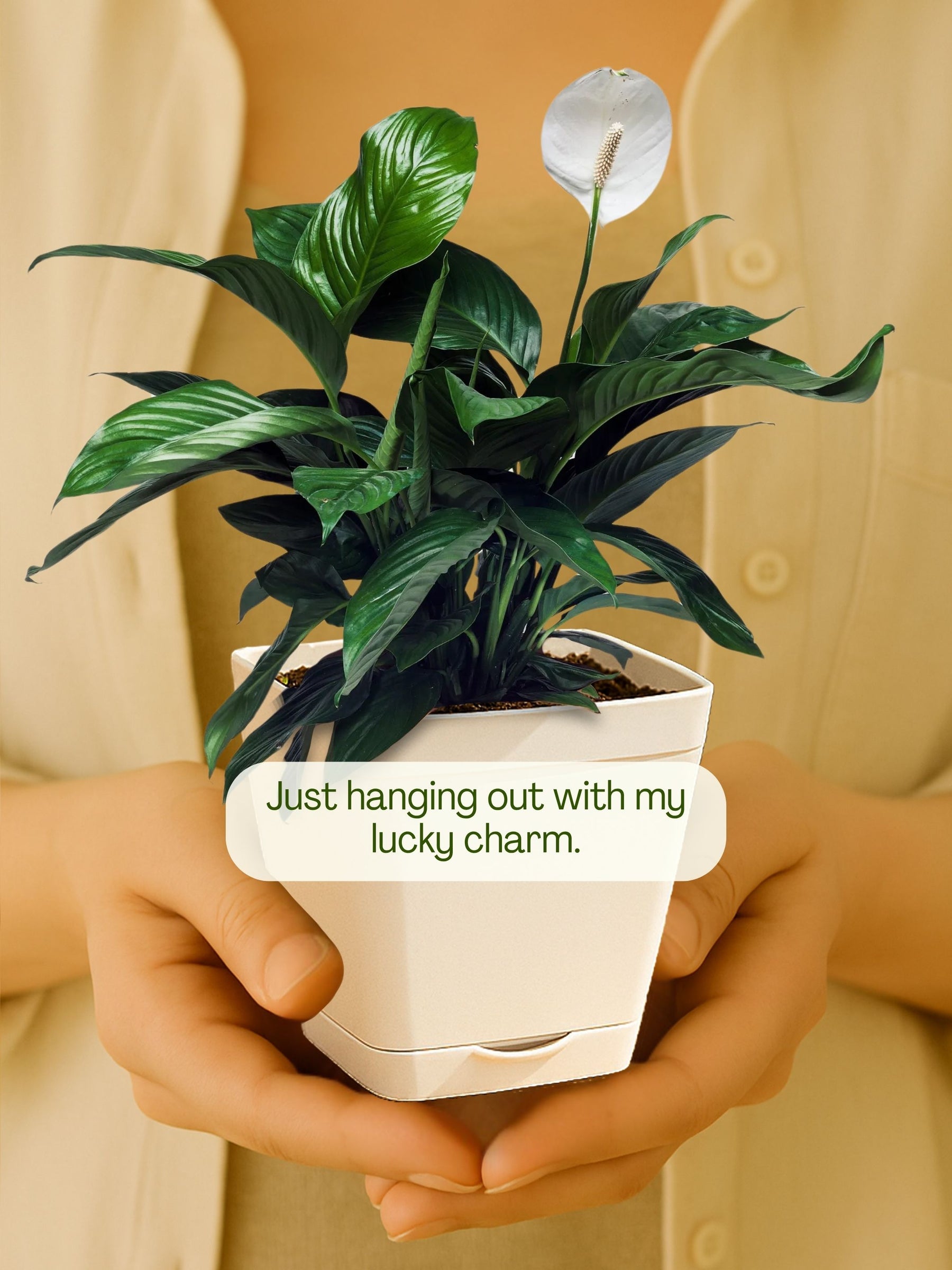 Peace Lily Plant with self-watering pot (white)