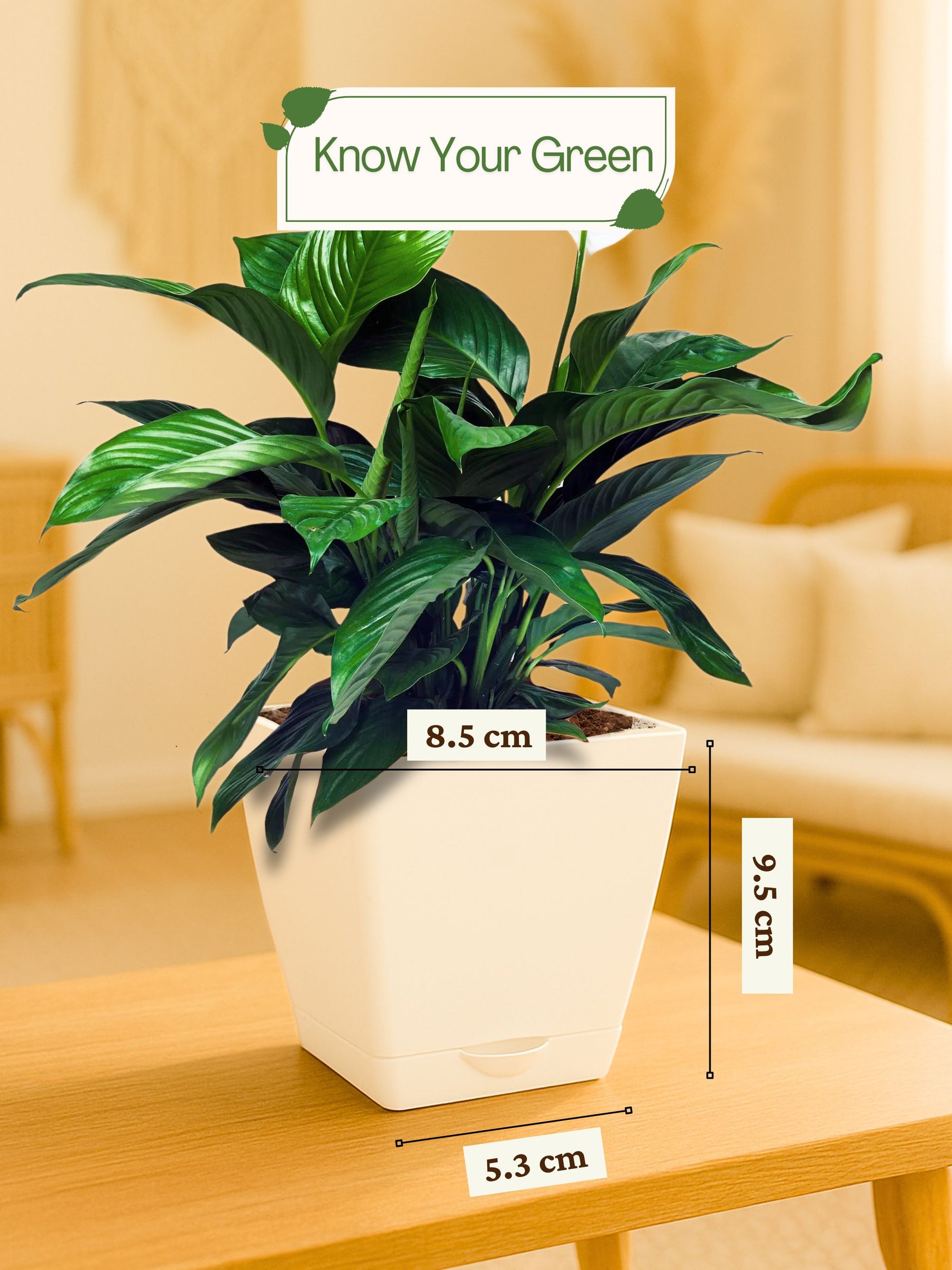 Peace Lily Plant with self-watering pot (white)