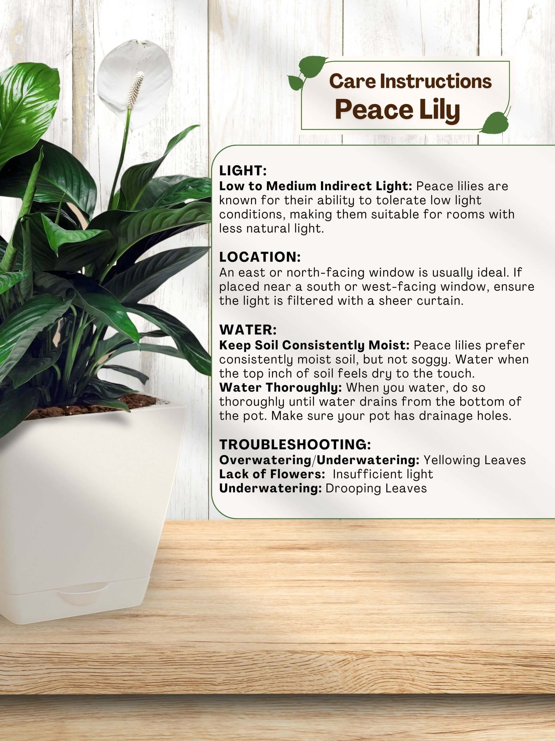 Peace Lily Plant with self-watering pot (white)
