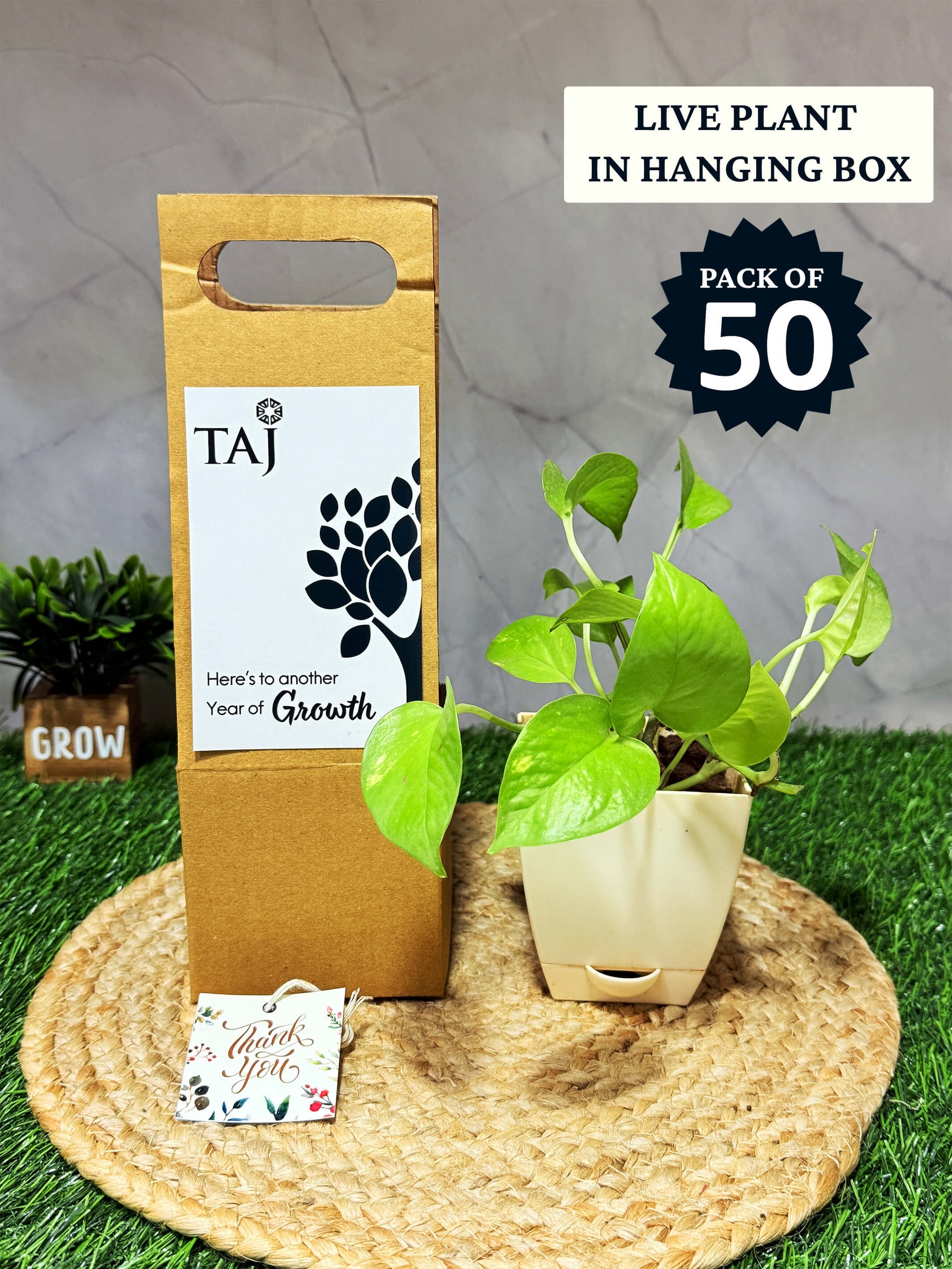 Live Plant with Hanging box - Corporate (Pack of 50)