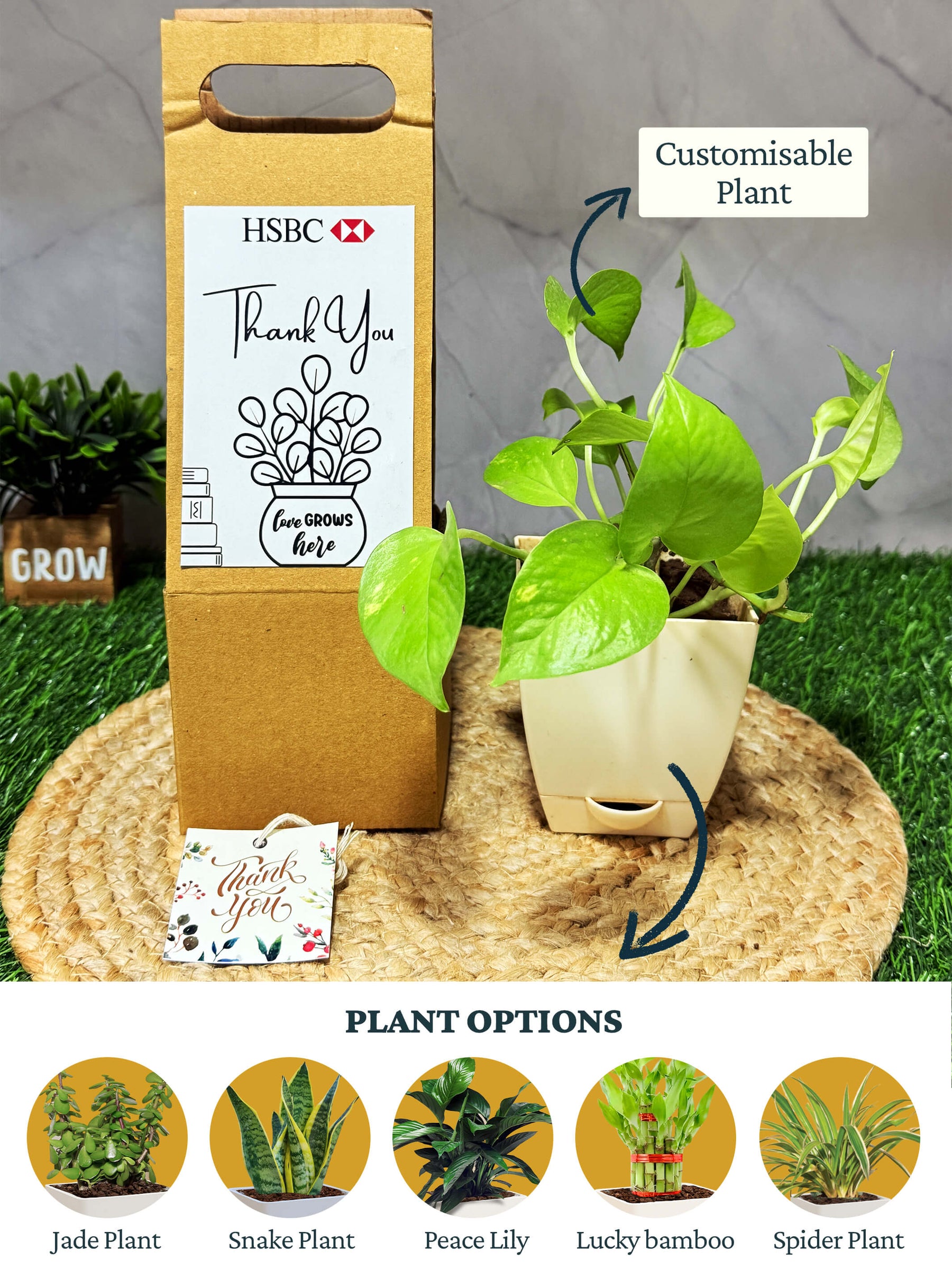 Live Plant with Hanging box - Corporate (Pack of 50)