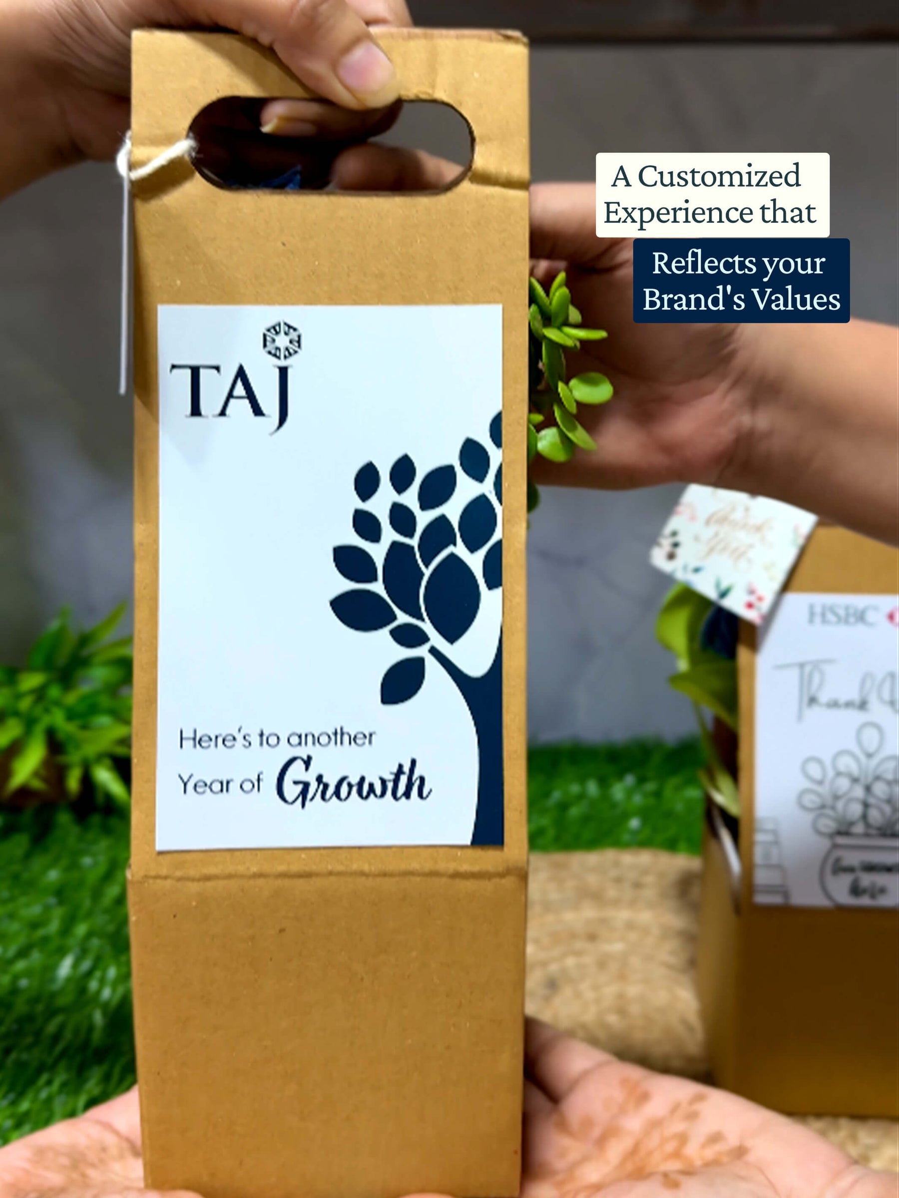 Live Plant with Hanging box - Corporate (Pack of 50)