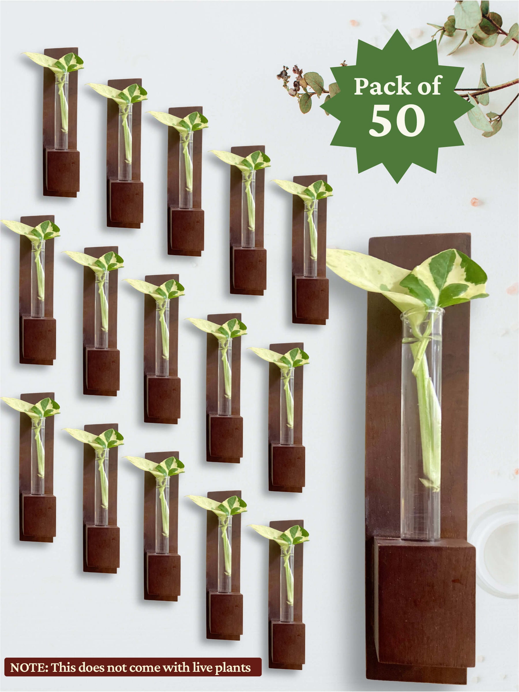 Test Tube Wall Planter in Premium Box (Pack of 50)