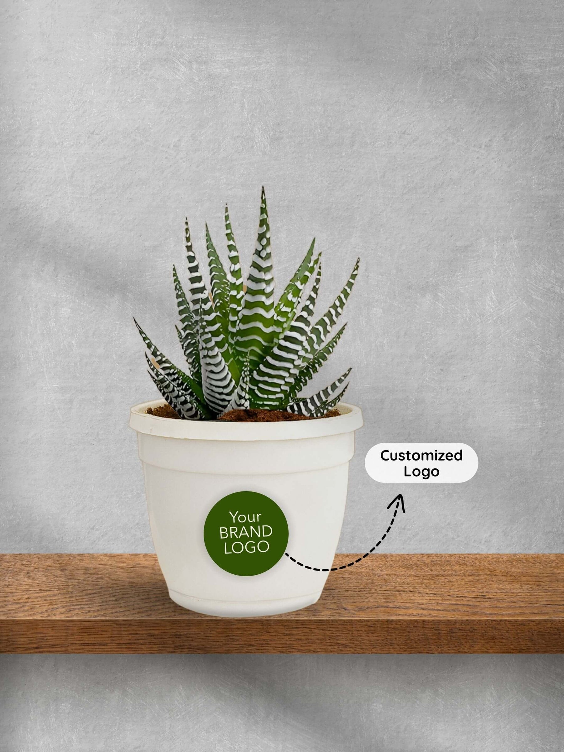 Zebra-Plant-Corporate (Pack of 50)