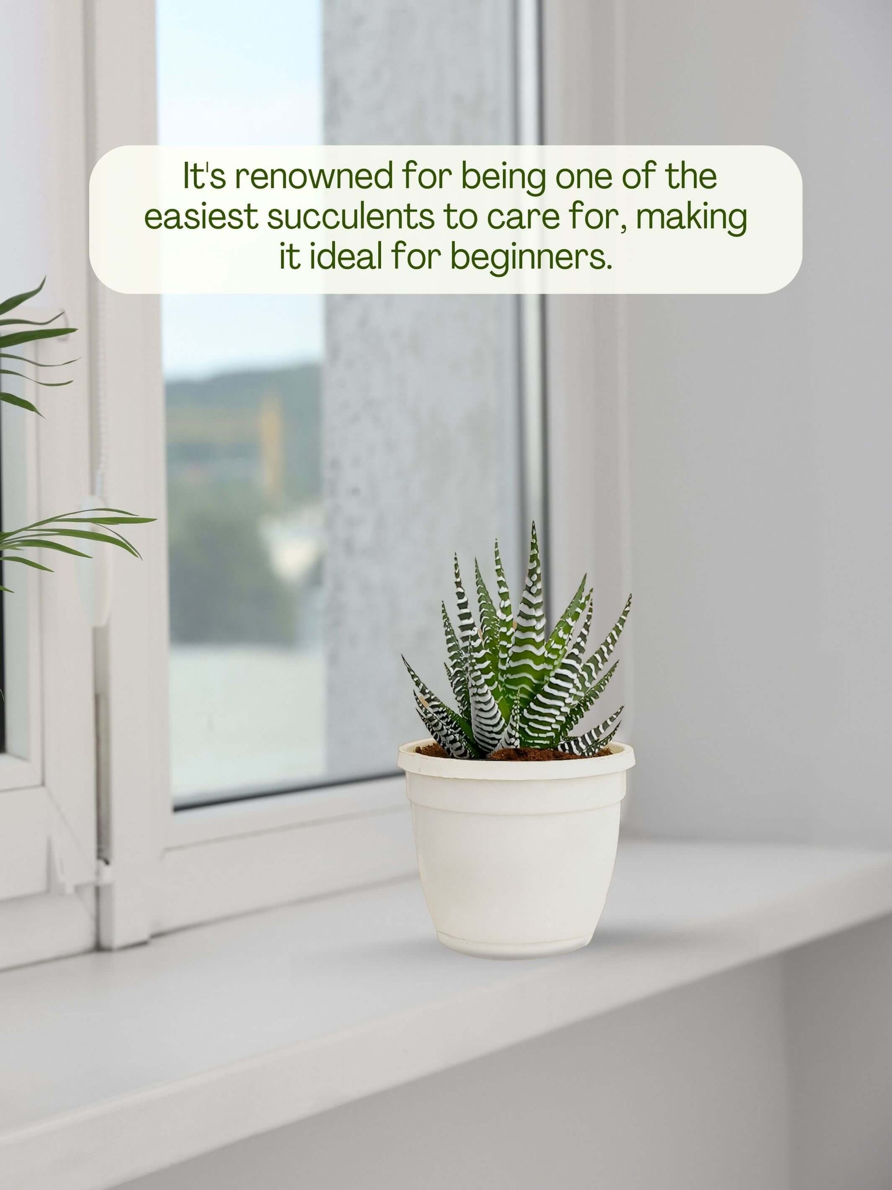 Zebra-Plant-Corporate (Pack of 50)
