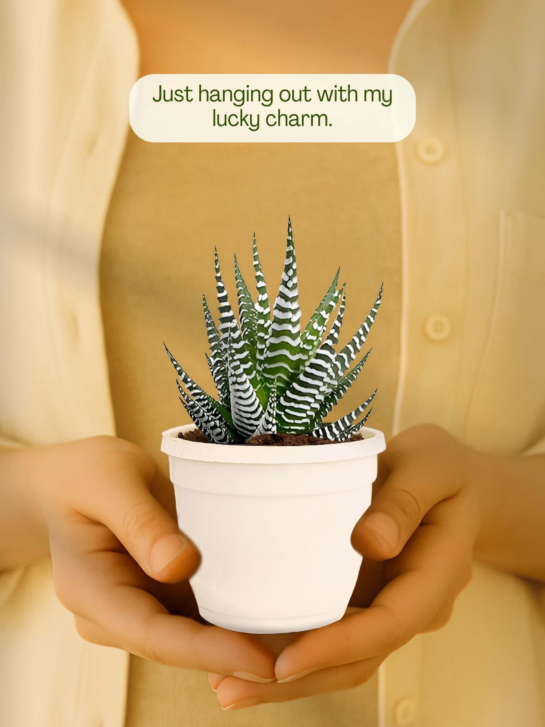 Zebra-Plant-Corporate (Pack of 50)