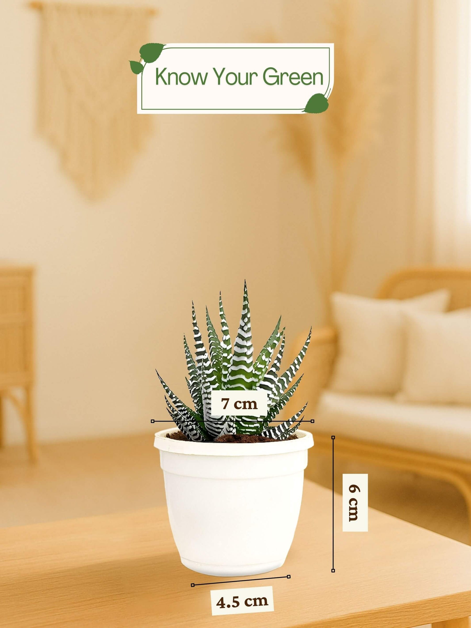Zebra-Plant-Corporate (Pack of 50)