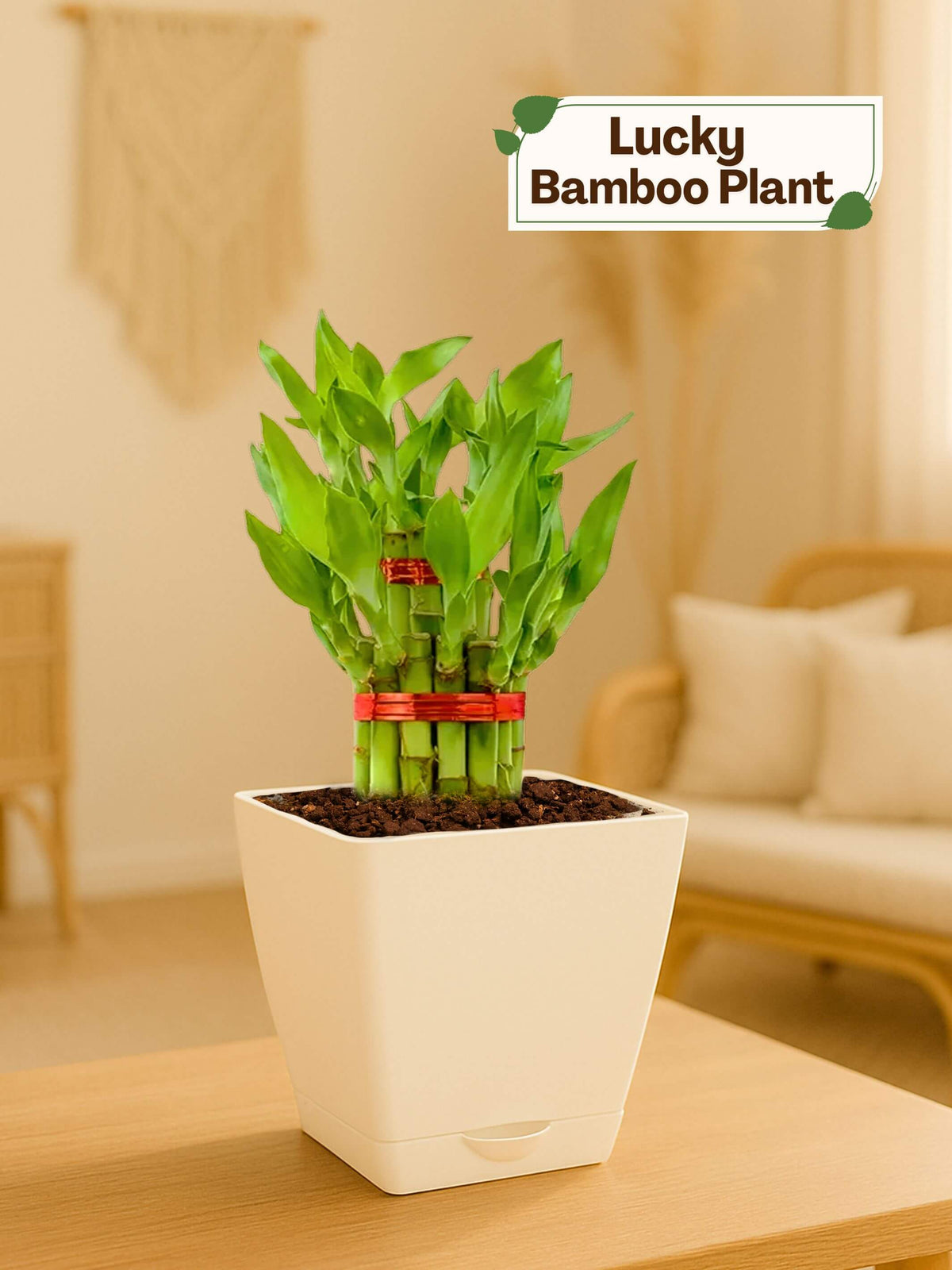 #color_White Pot