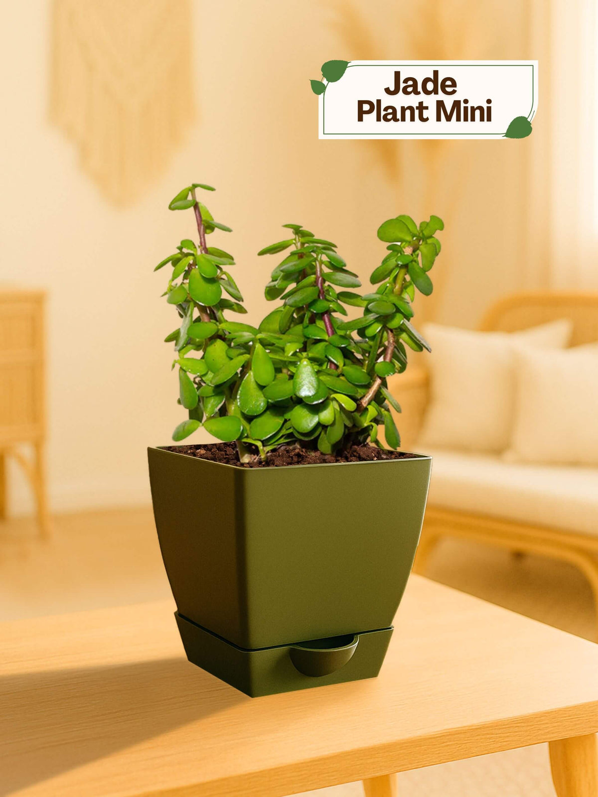 #color_Green Pot