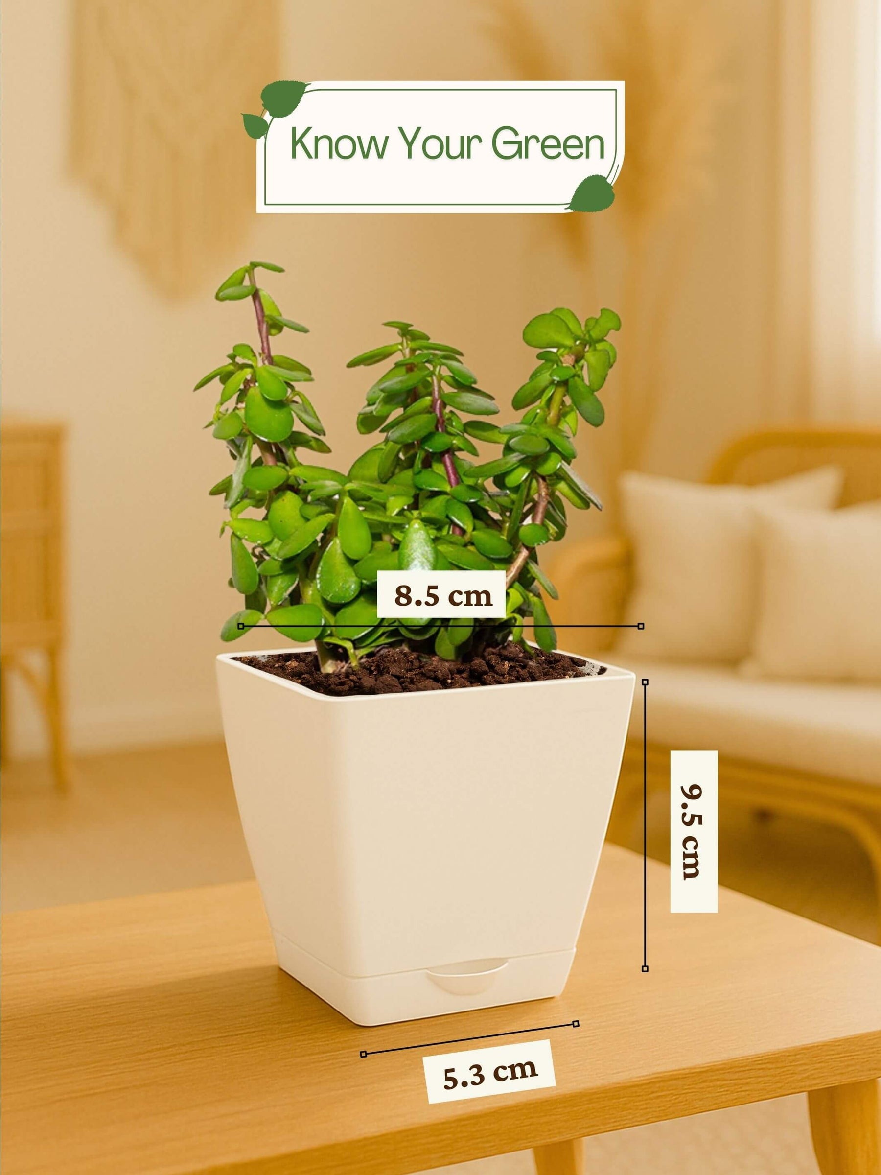 Jade Plant Mini with self-watering pot (white)