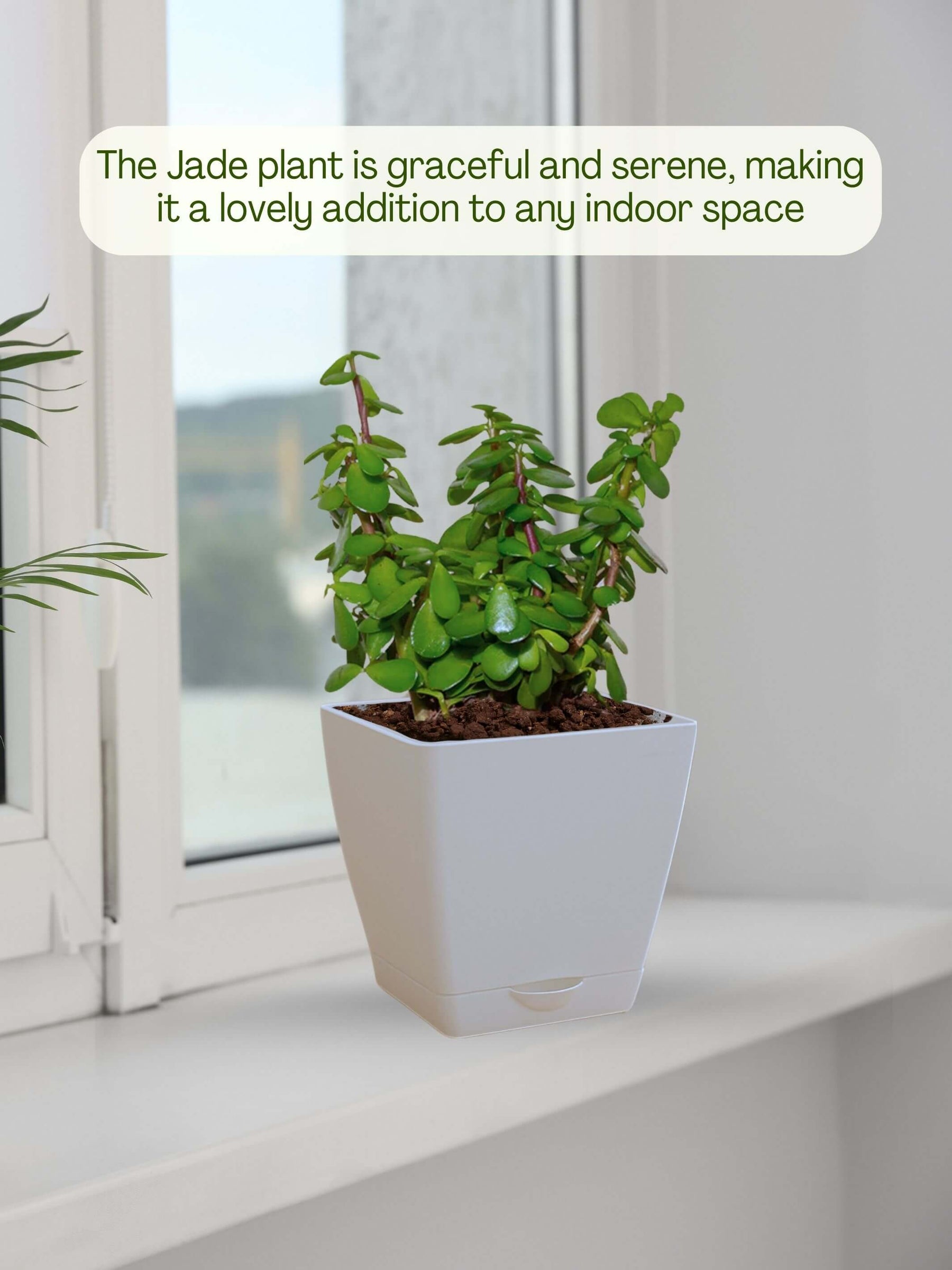 Jade Plant Mini with self-watering pot (white)