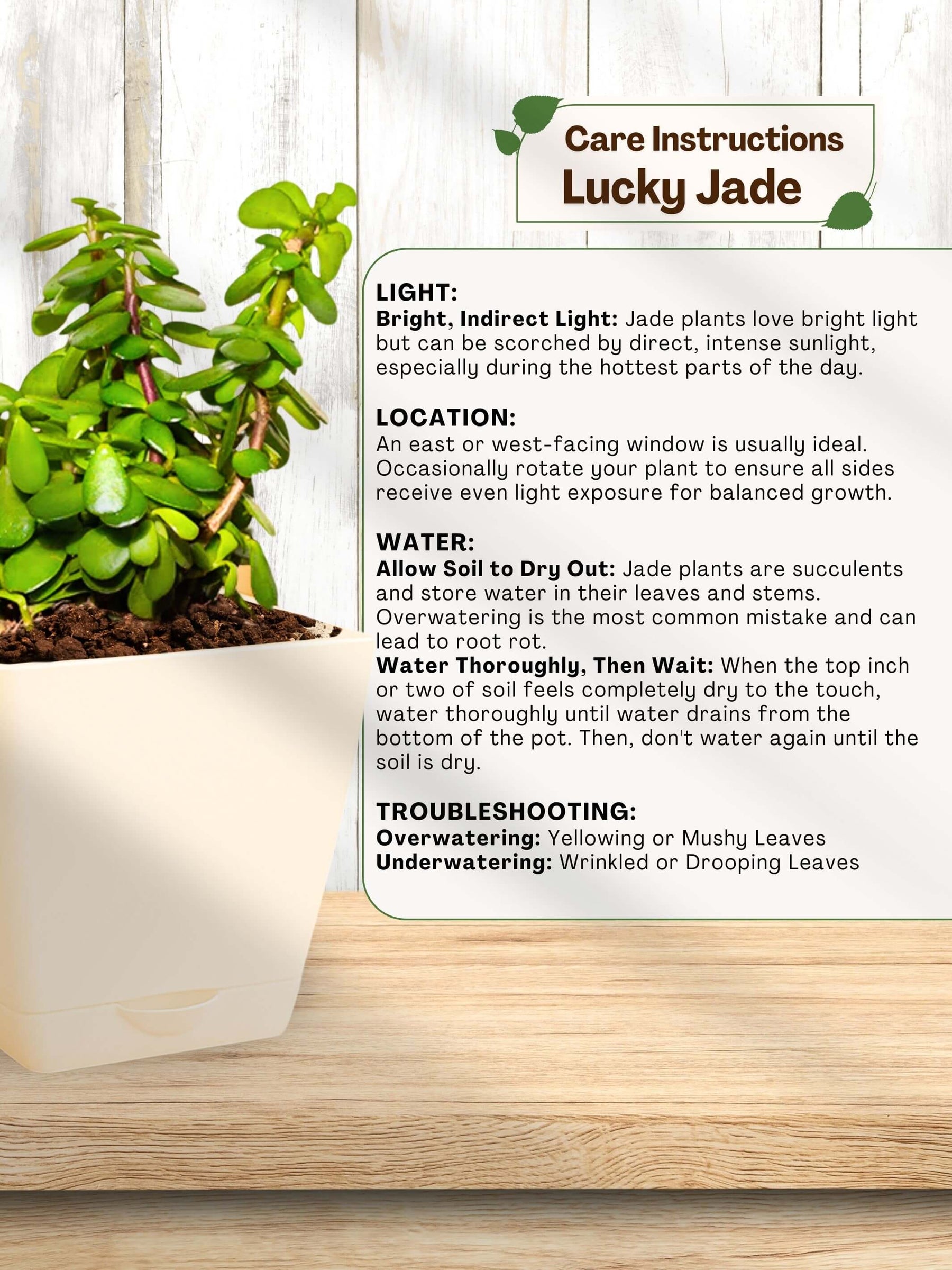 Jade Plant Mini with self-watering pot (white)