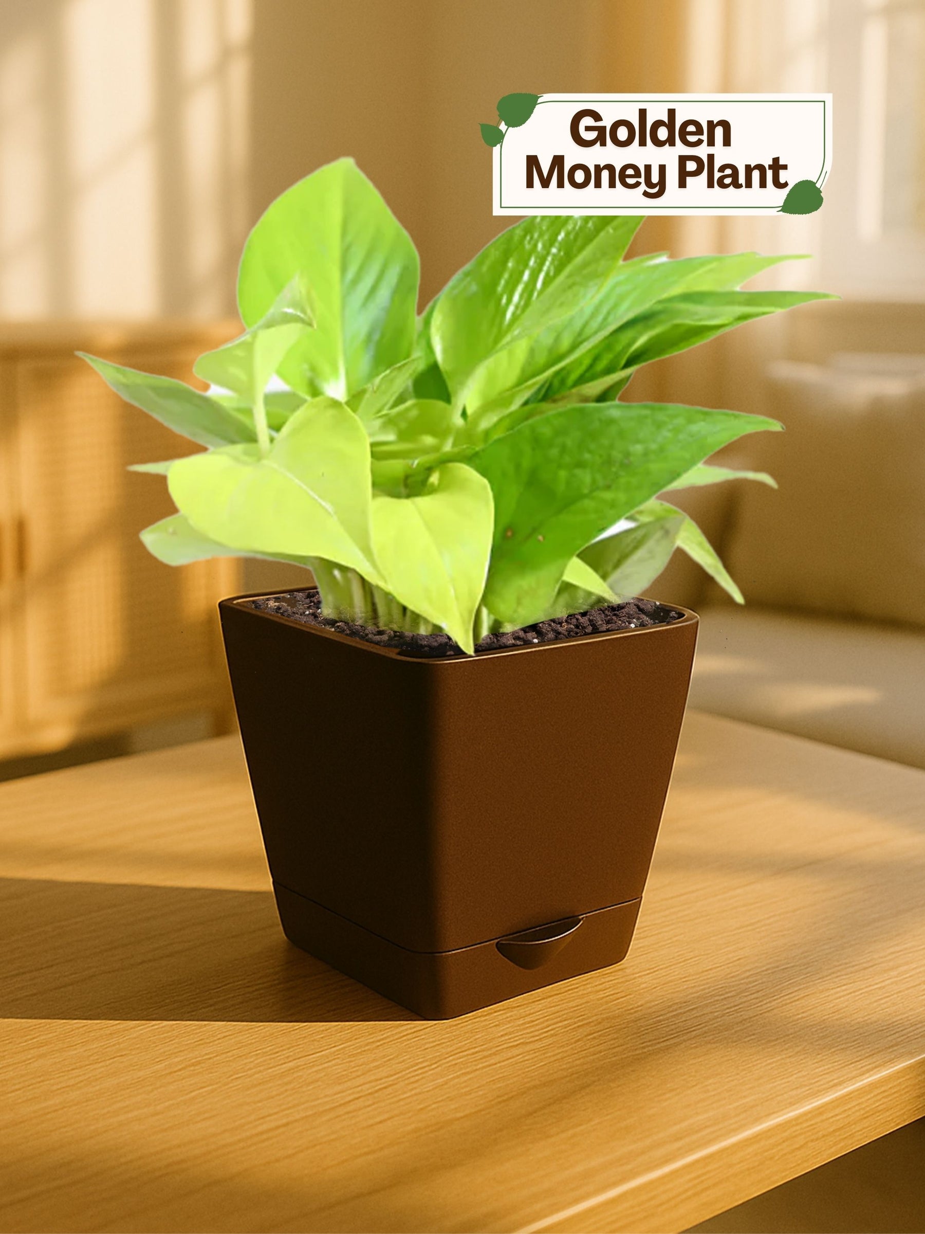Money Plant with self-watering pot