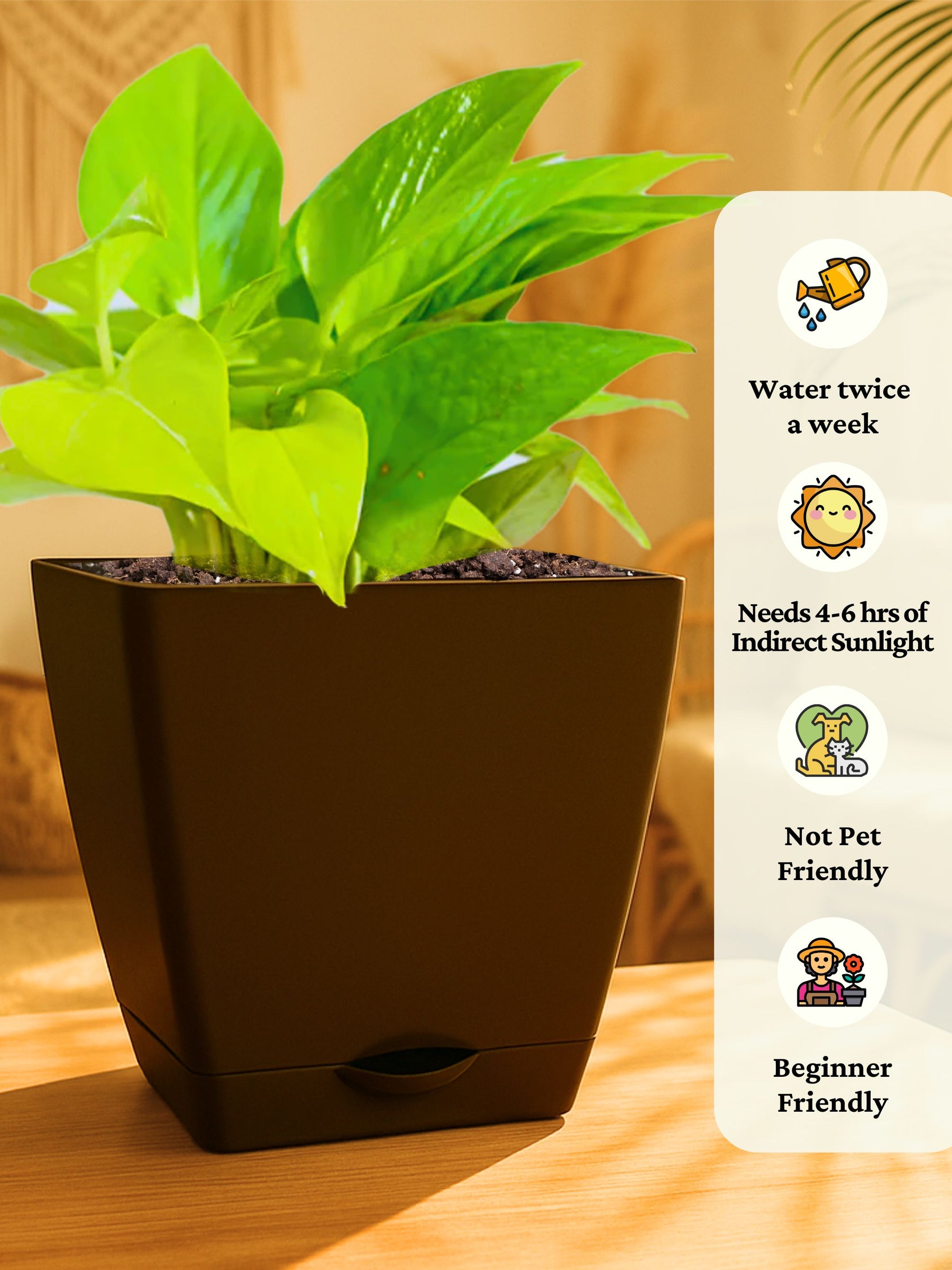 Money Plant with self-watering pot