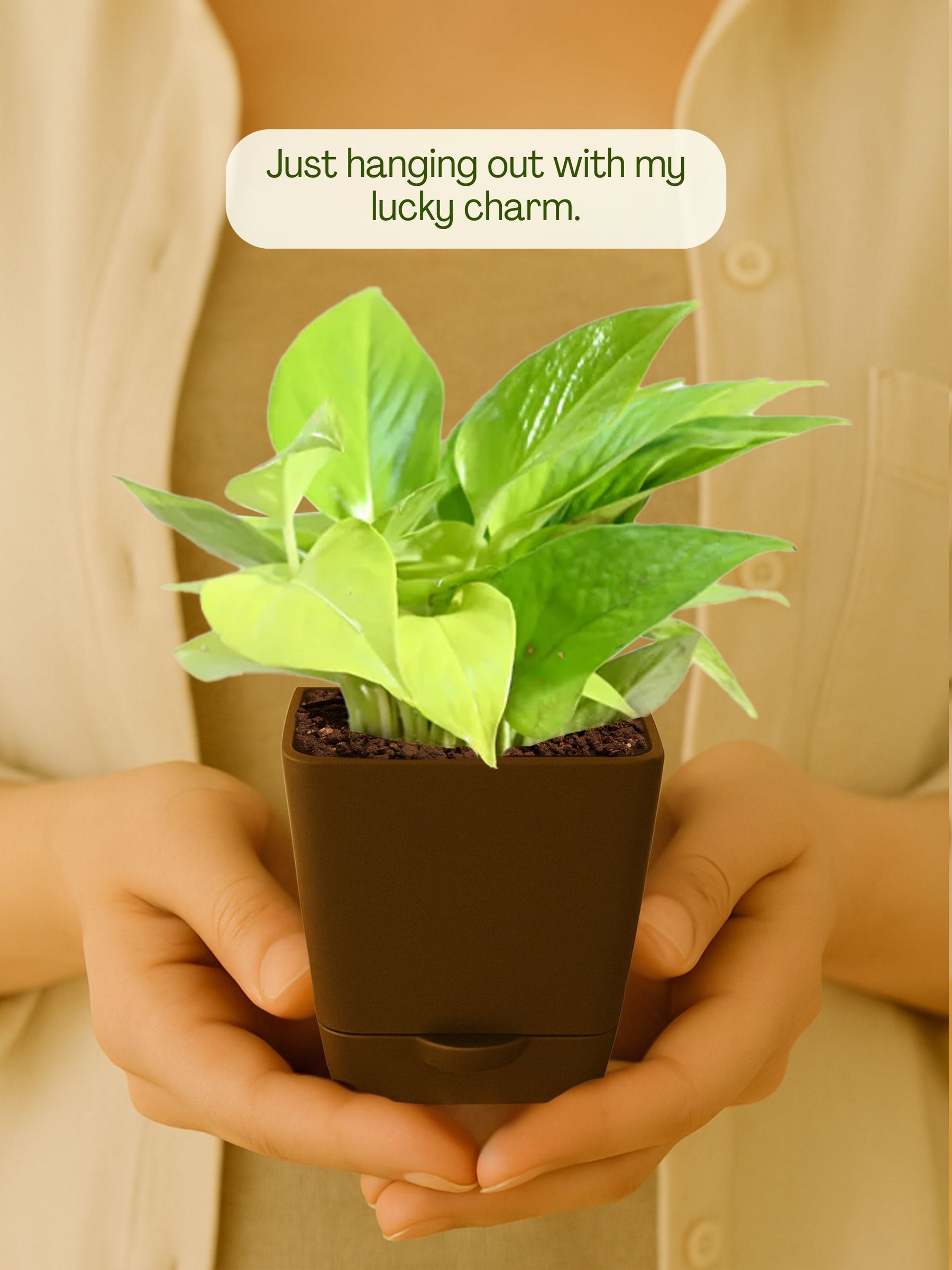Money Plant with self-watering pot