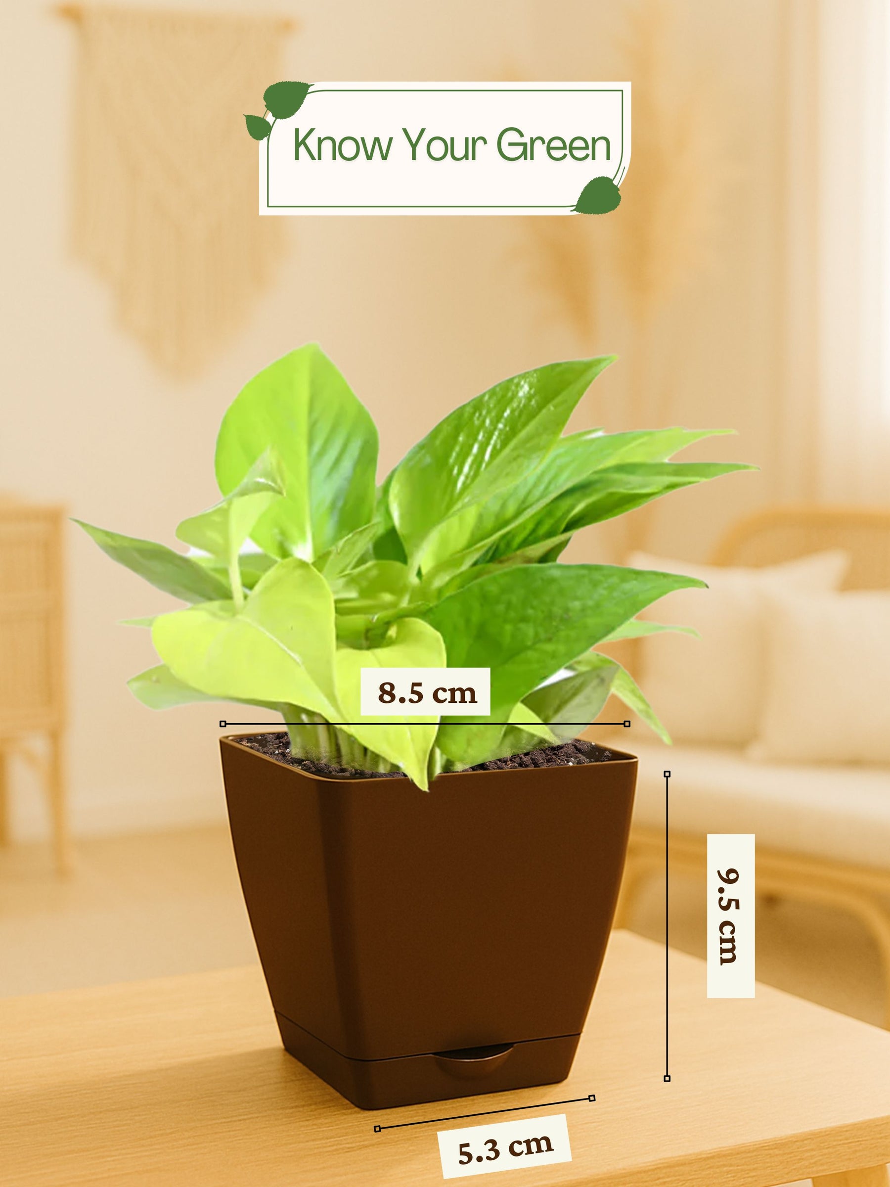 Money Plant with self-watering pot