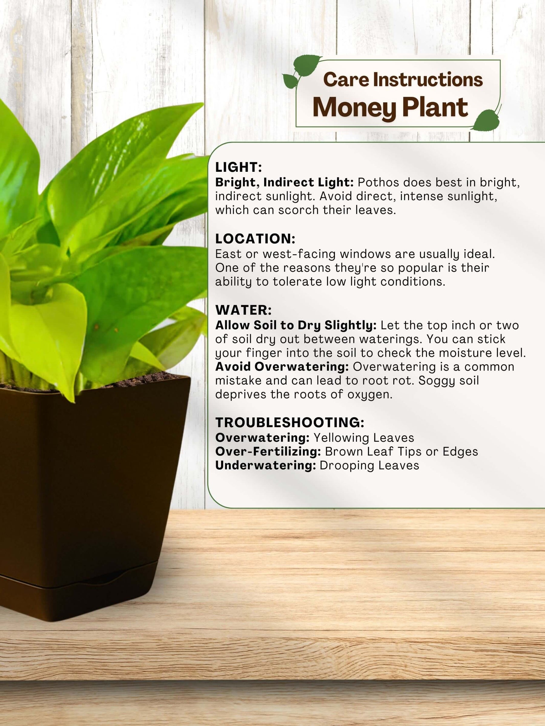 Money Plant with self-watering pot