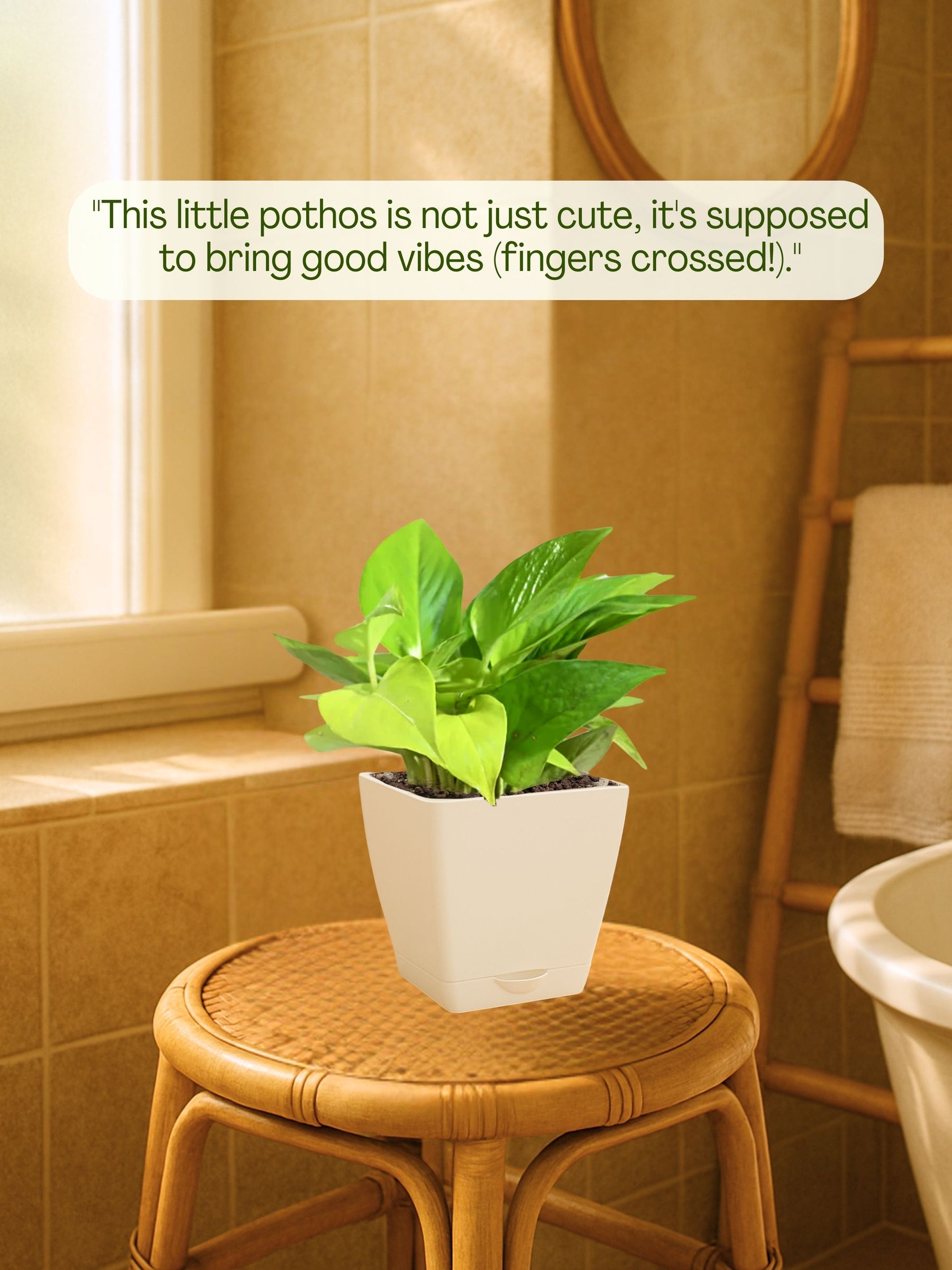 Money Plant with self-watering pot