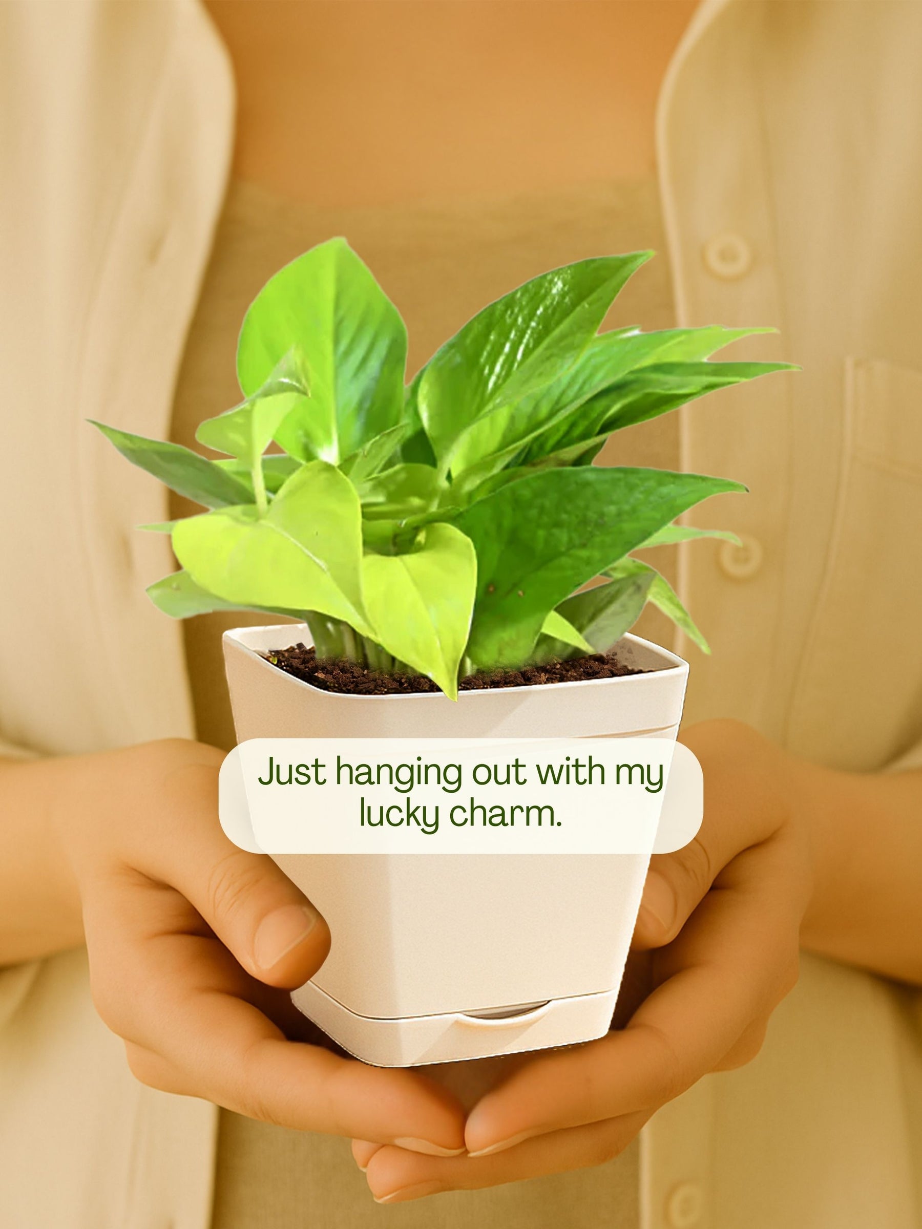 Money Plant with self-watering pot