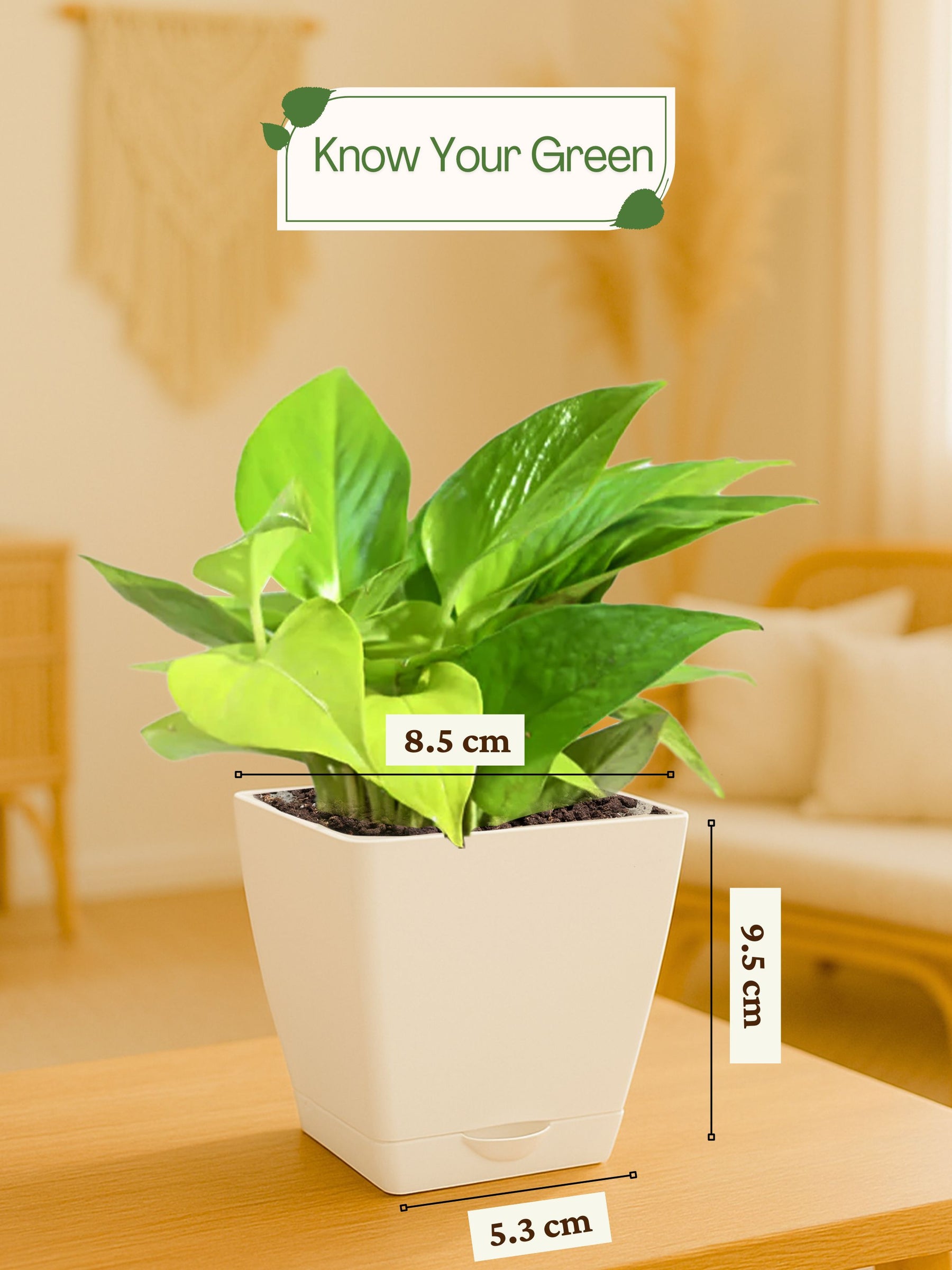 Money Plant with self-watering pot