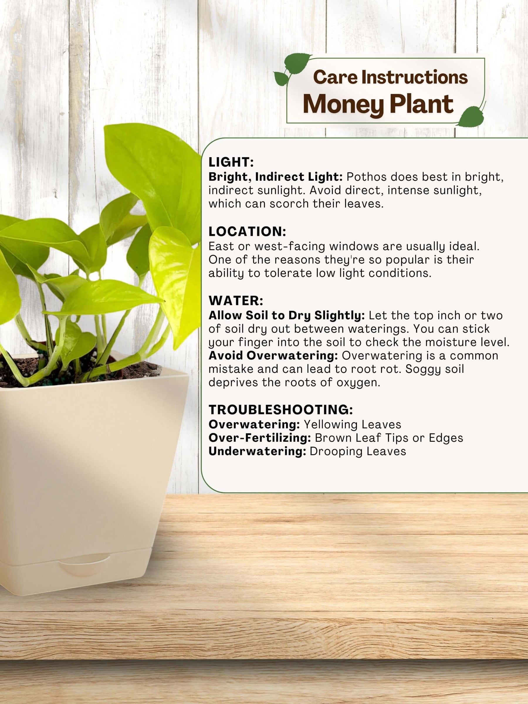 Money Plant with self-watering pot