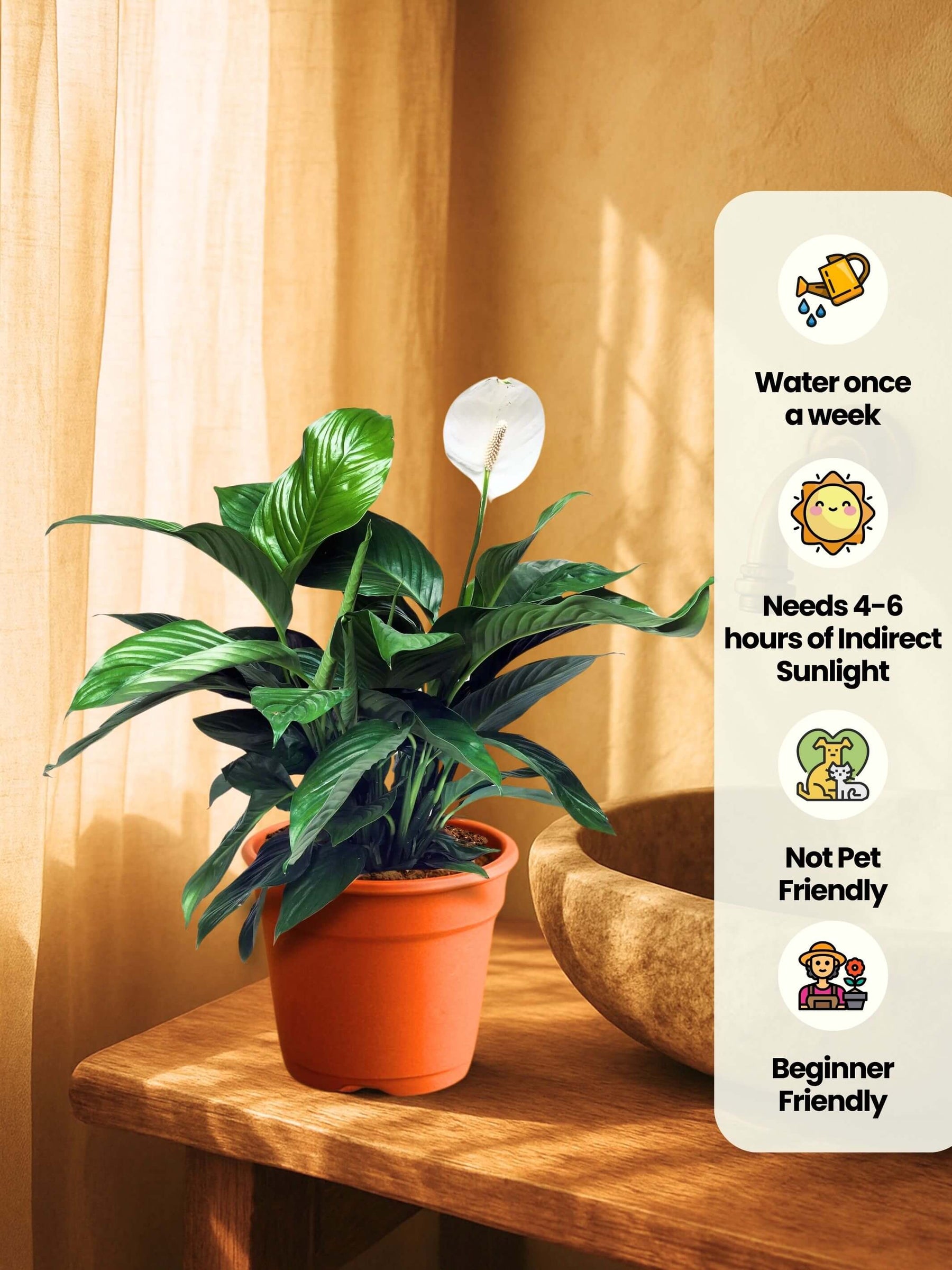 Peace Lily Plant