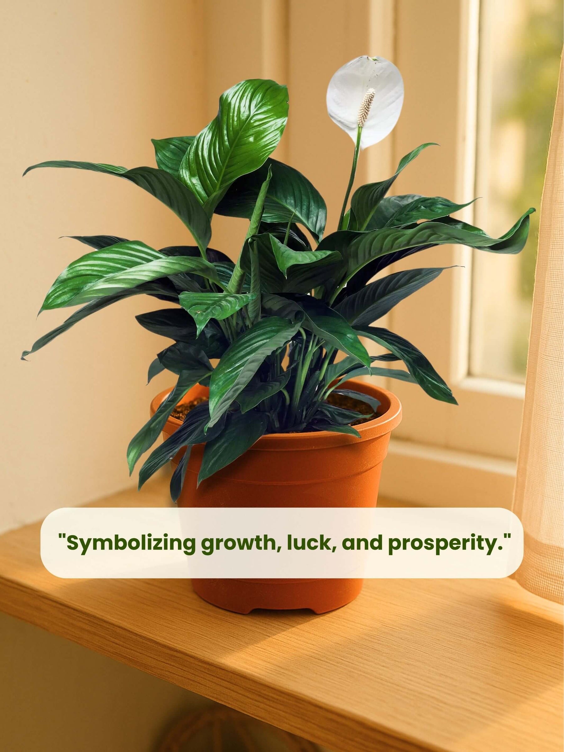 Peace Lily Plant