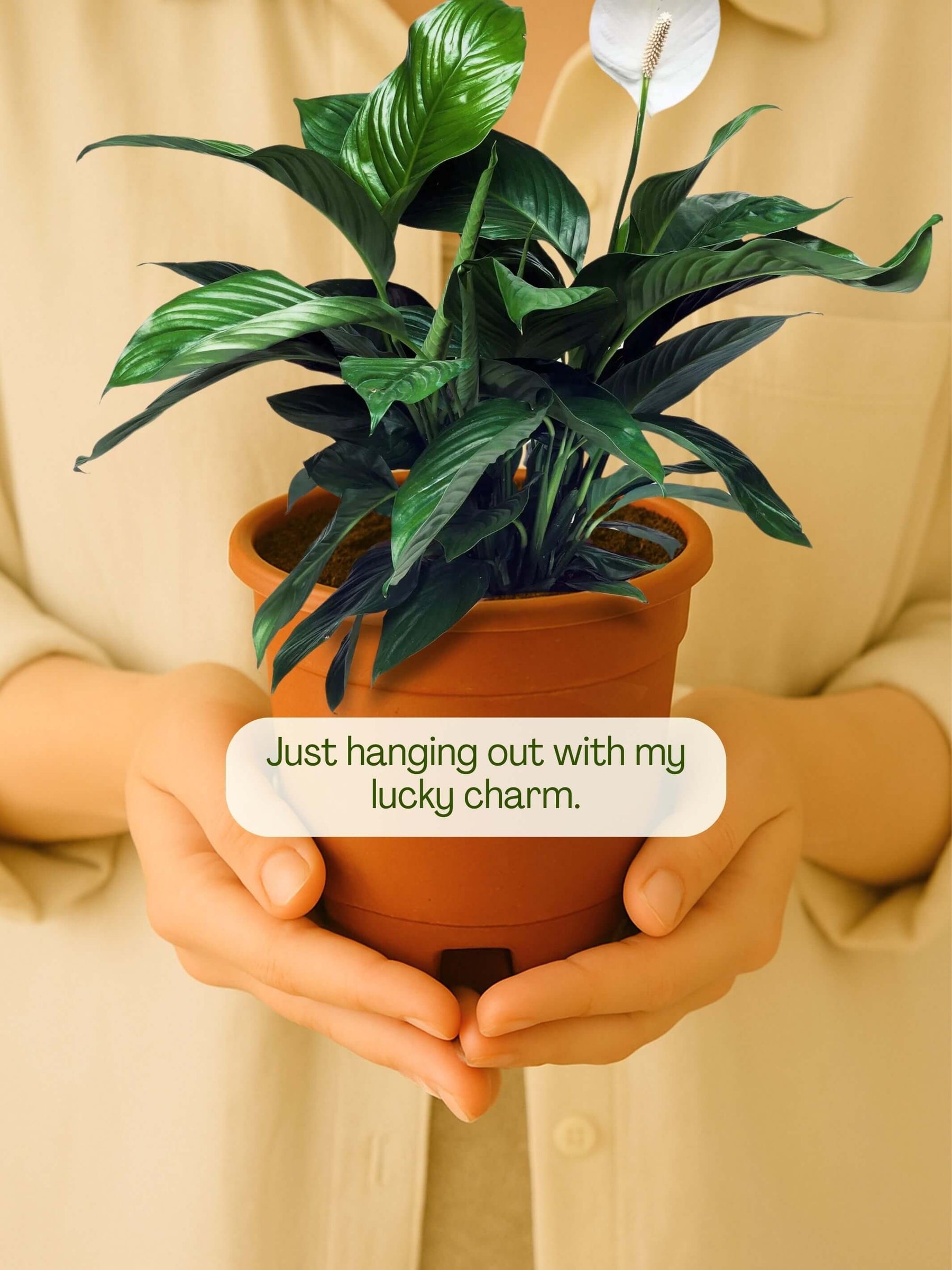 Peace Lily Plant
