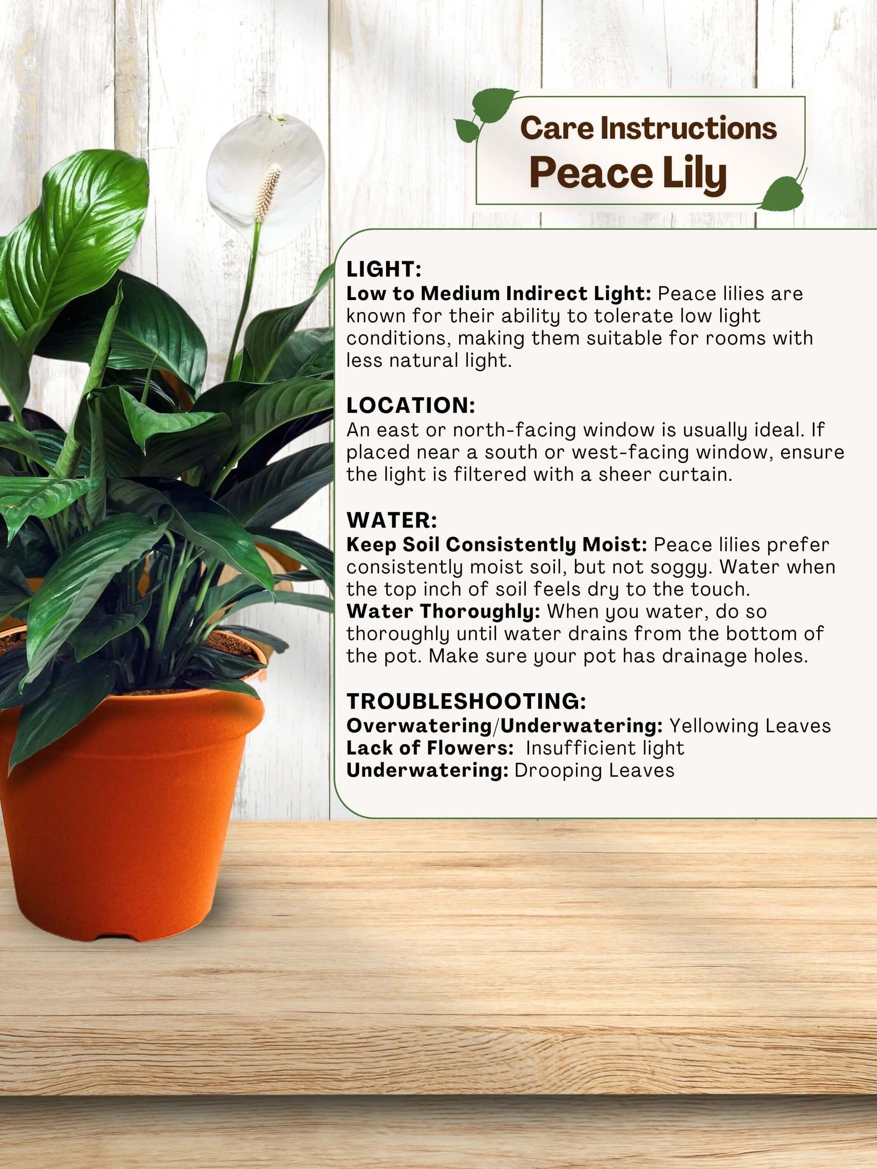 Peace Lily Plant