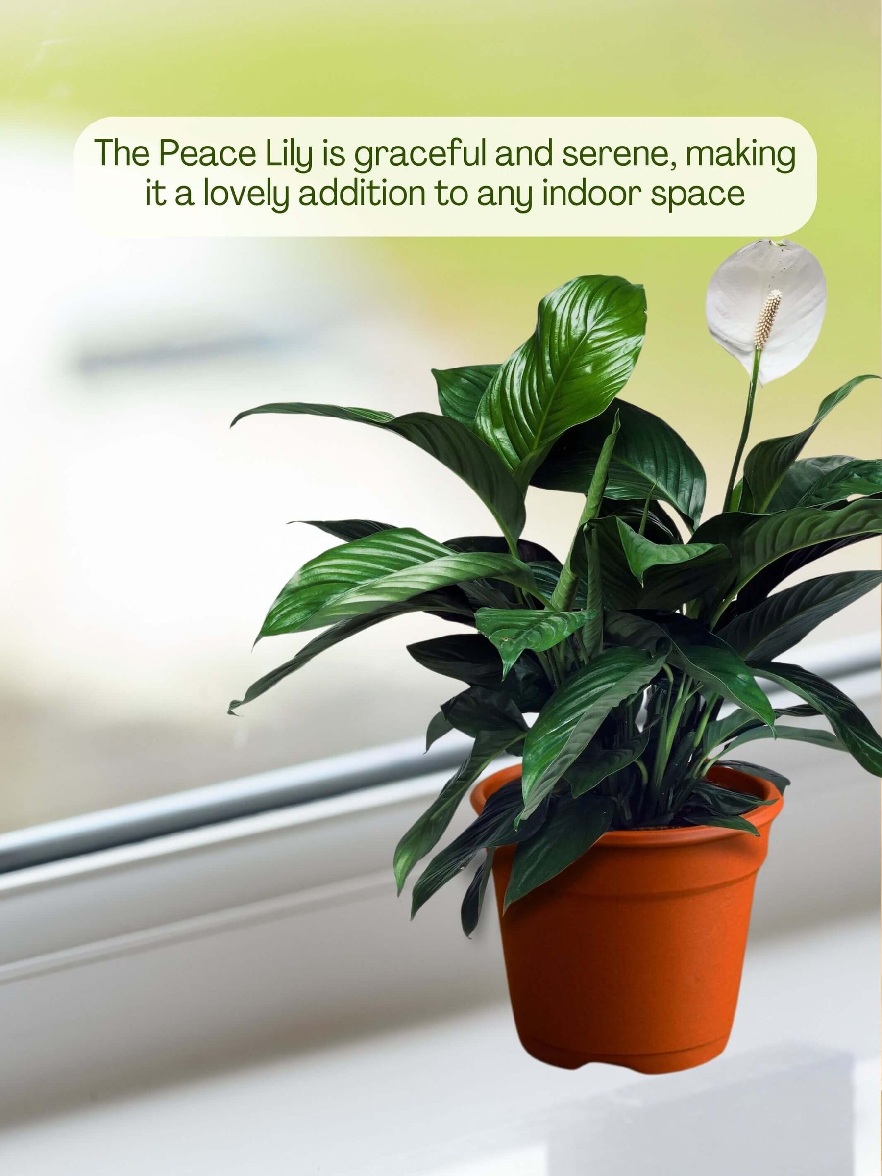 Peace Lily Plant