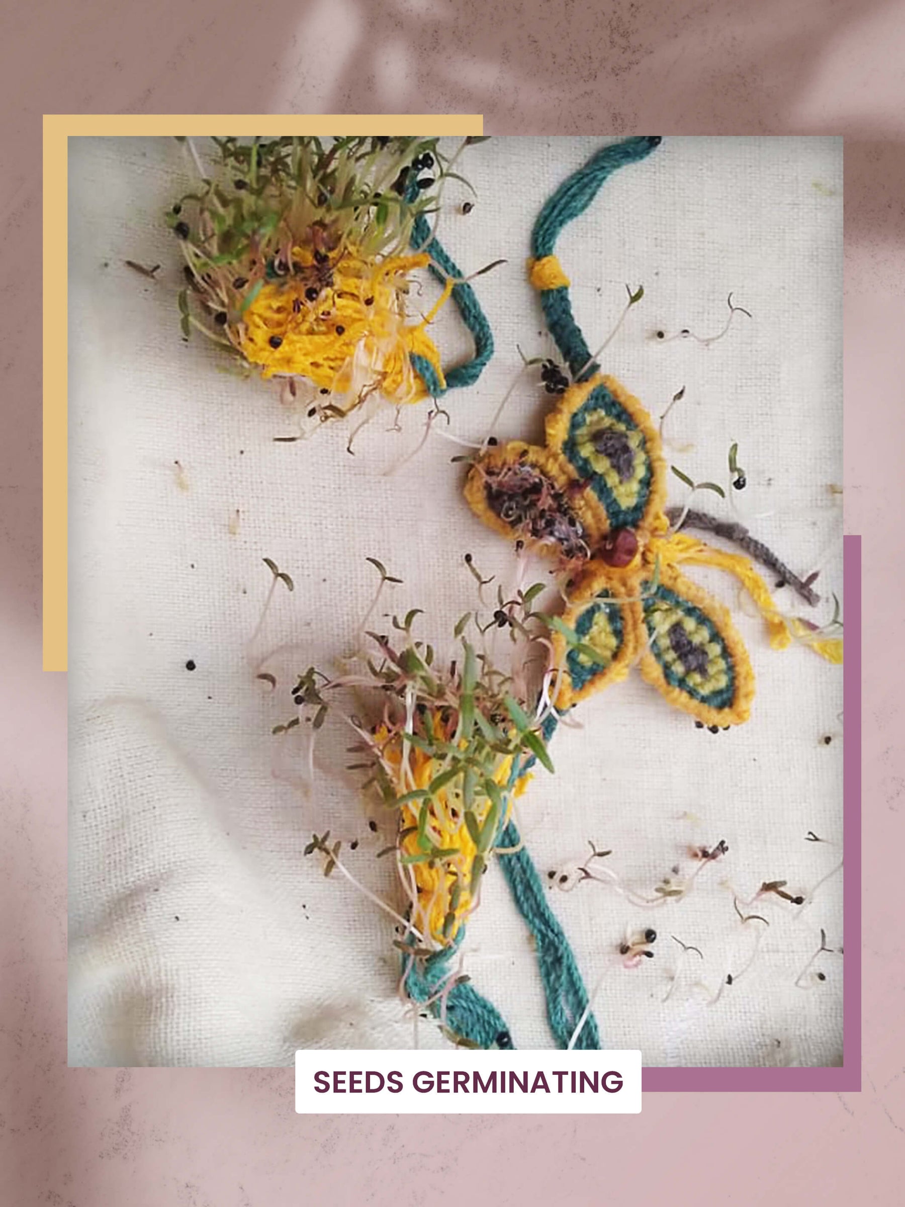 Seeds Rakhi Gift Kit- Duo Set (Yellow Blossom + Zig Zag)