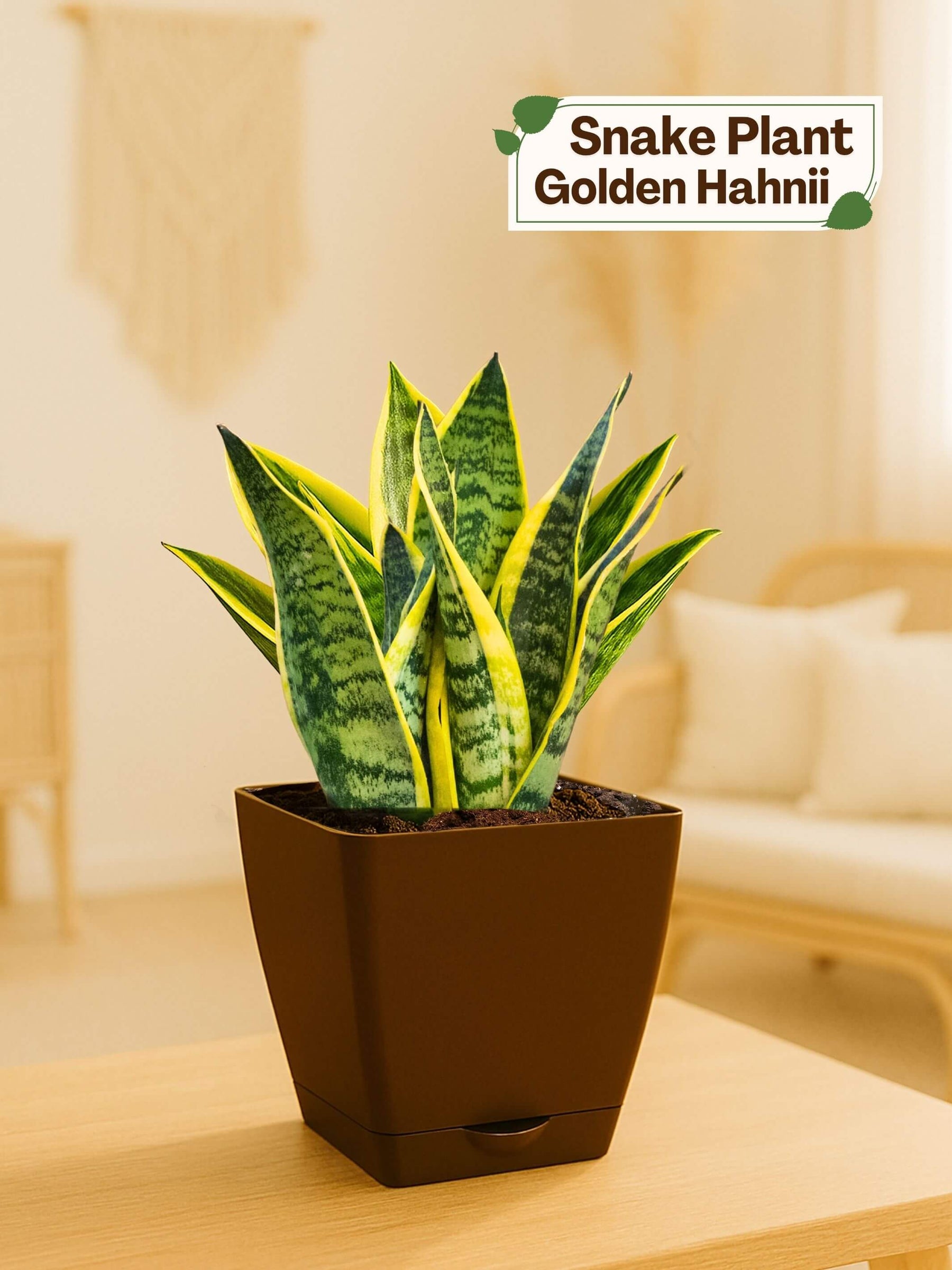 Snake Plant with self-watering pot(brown)