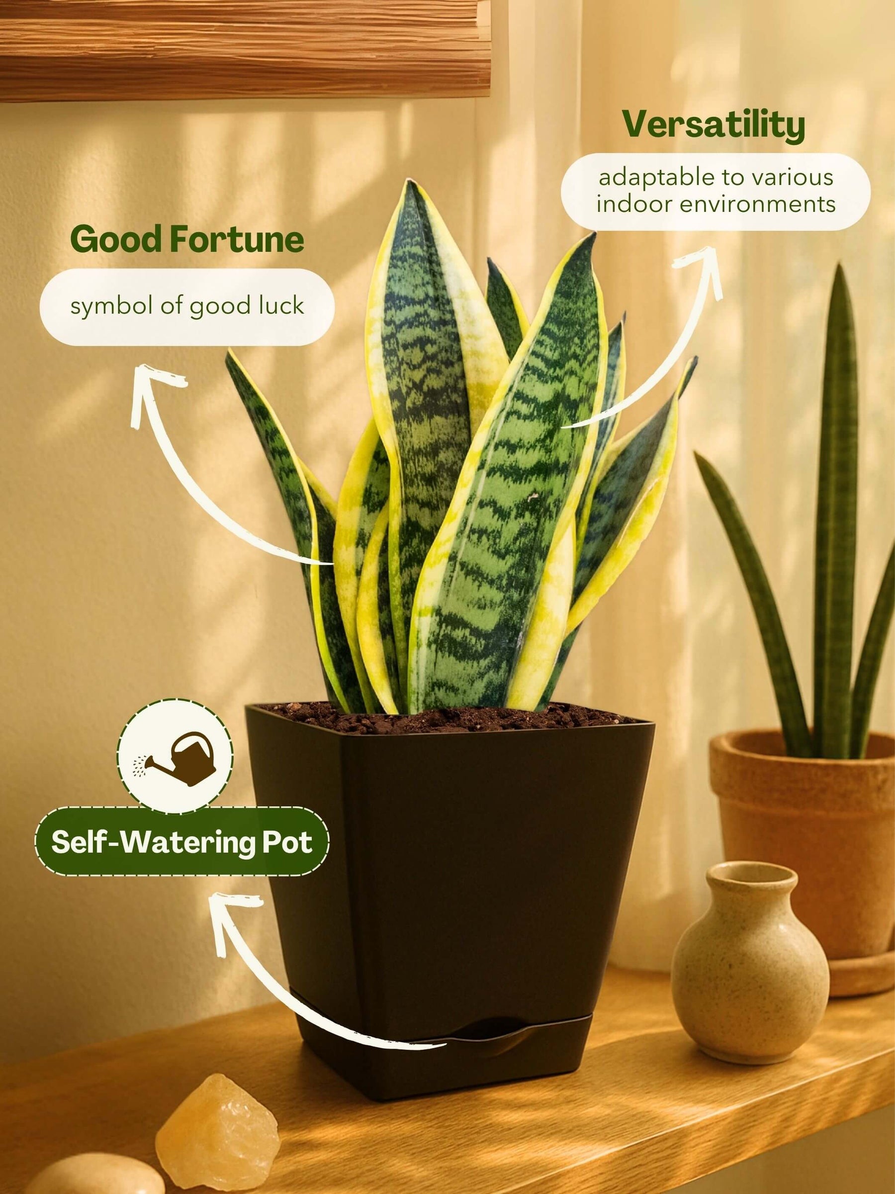 Snake Plant with self-watering pot(brown)