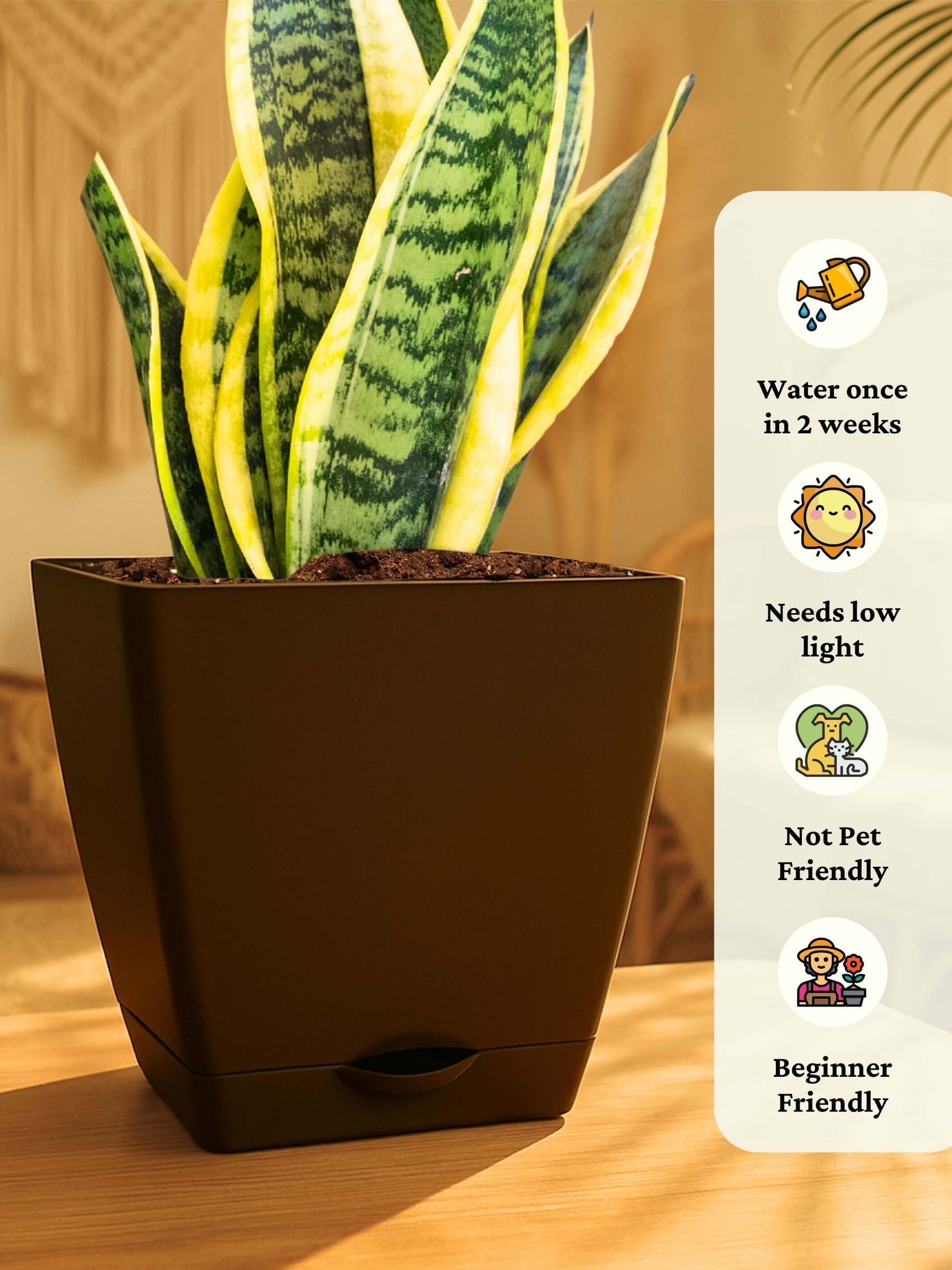 Snake Plant with self-watering pot(brown)