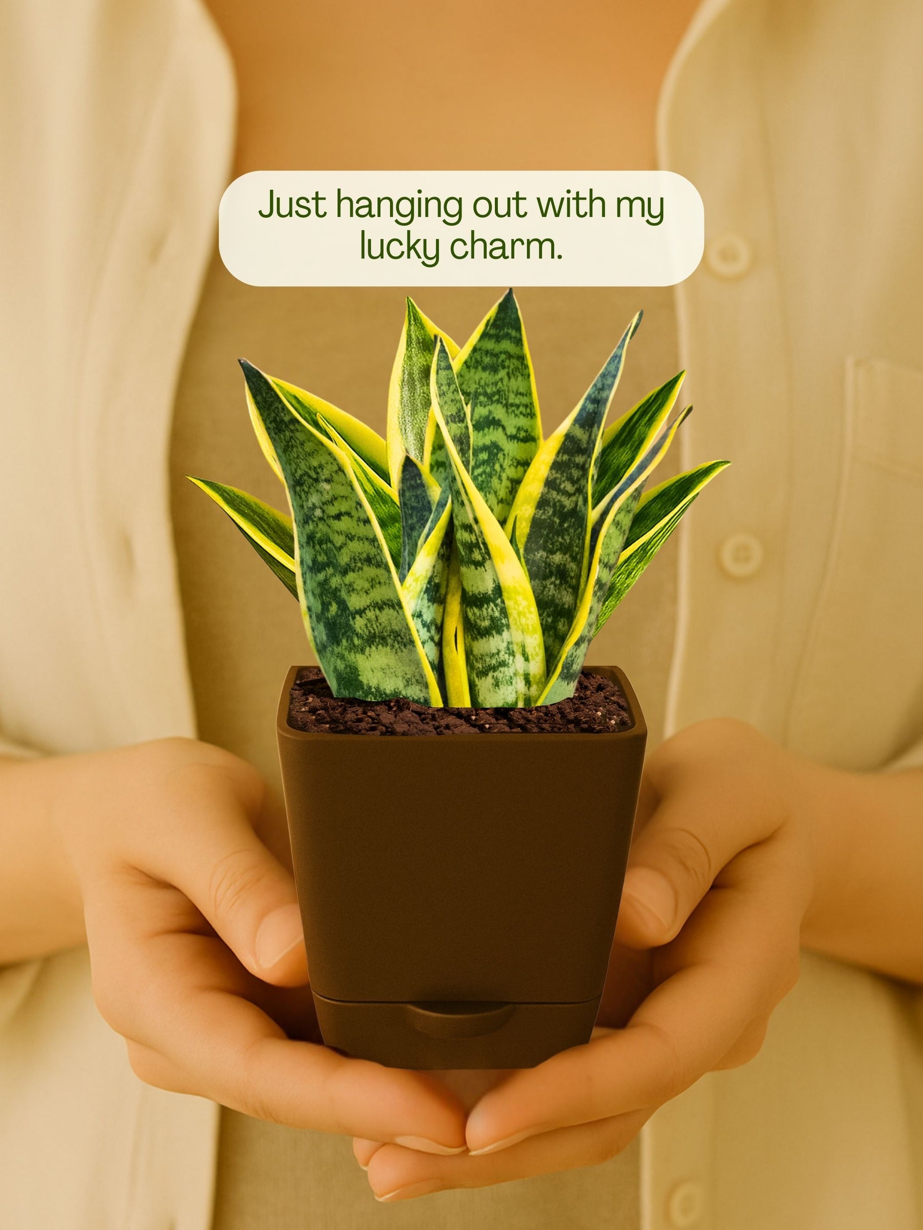 Snake Plant with self-watering pot(brown)