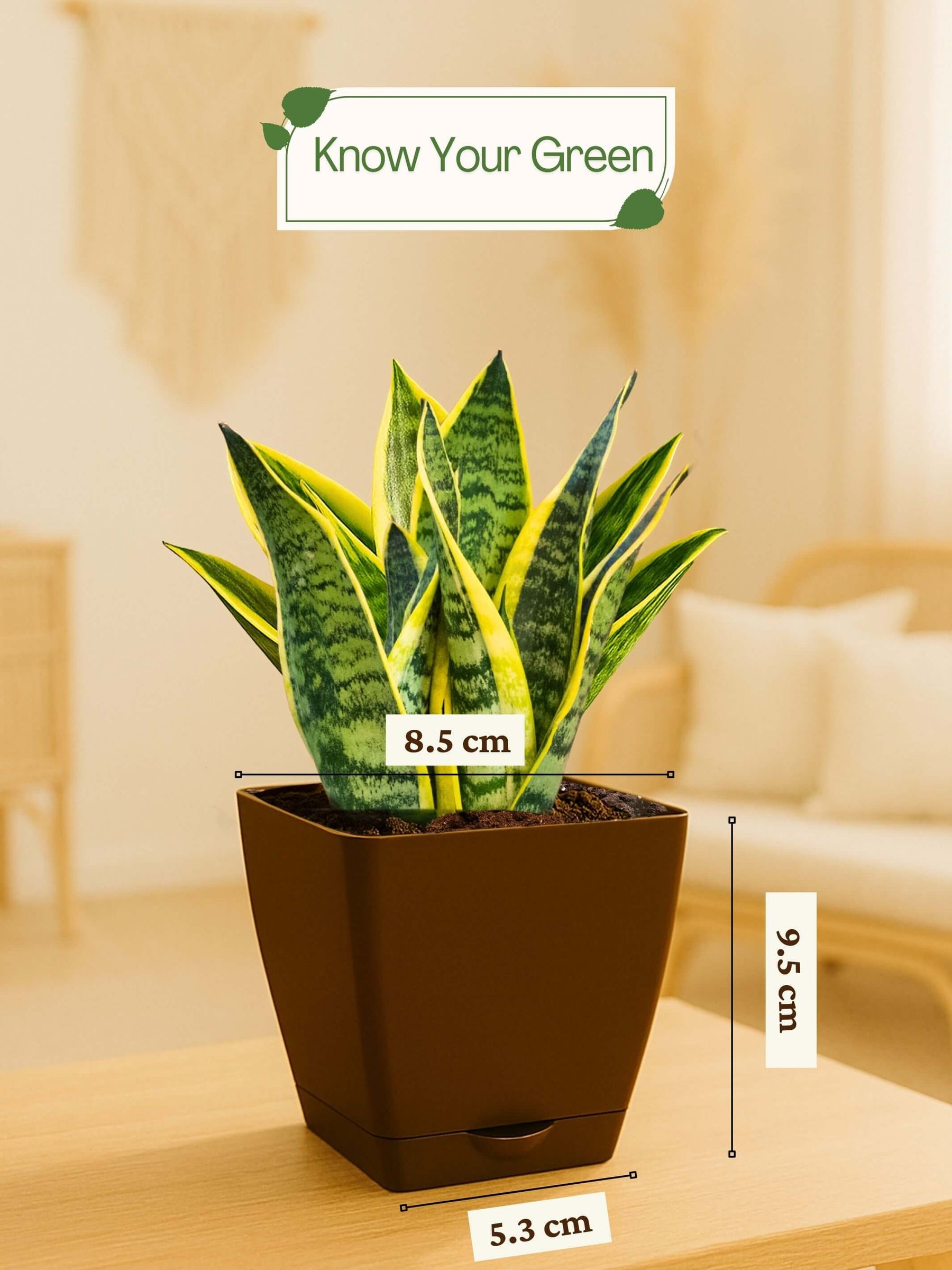 Snake Plant with self-watering pot(brown)