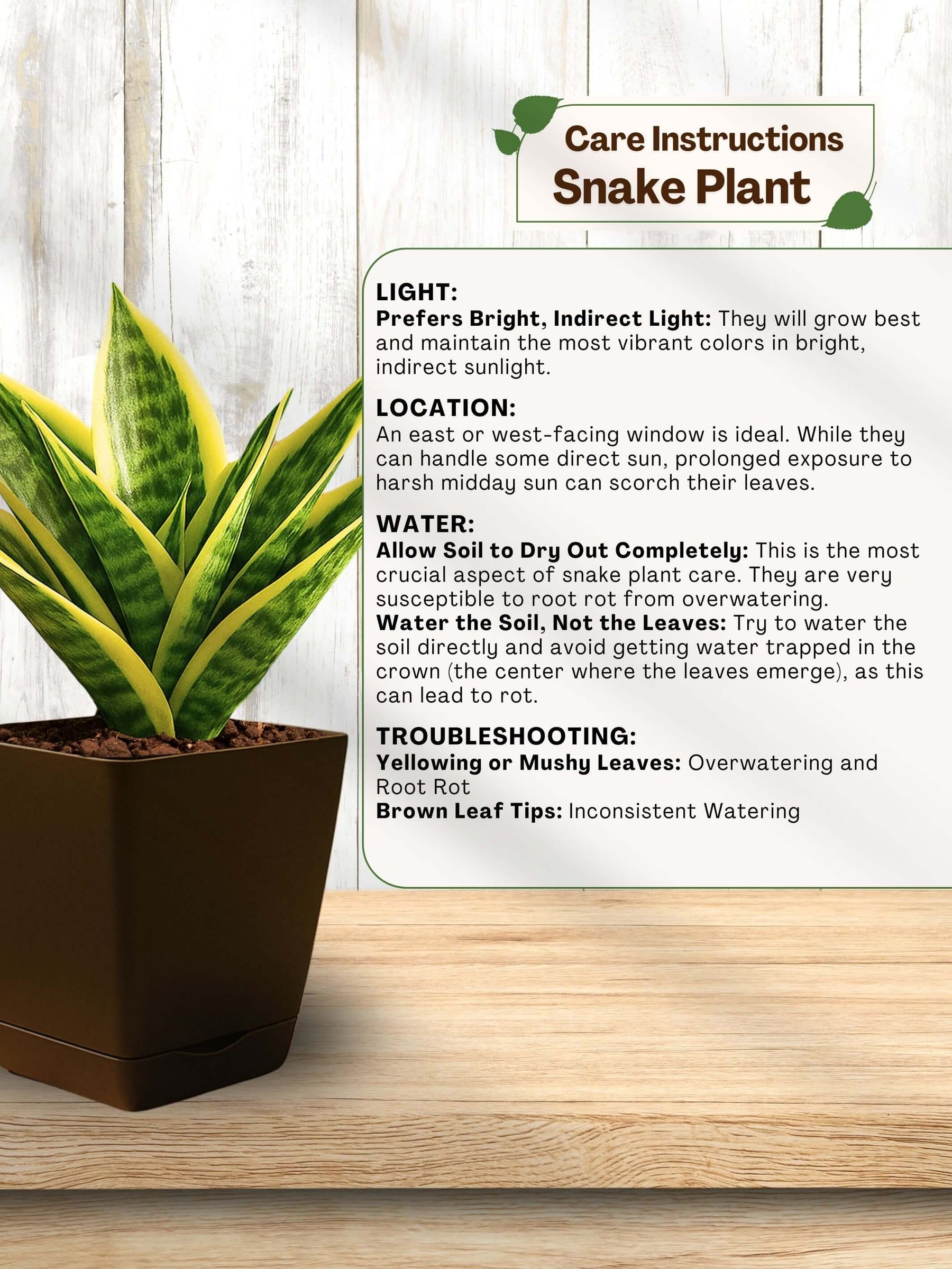Snake Plant with self-watering pot(brown)