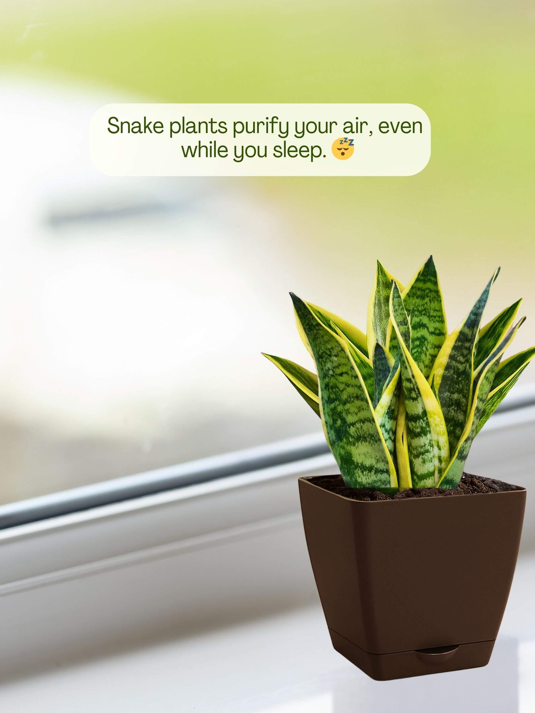 Snake Plant with self-watering pot(brown)