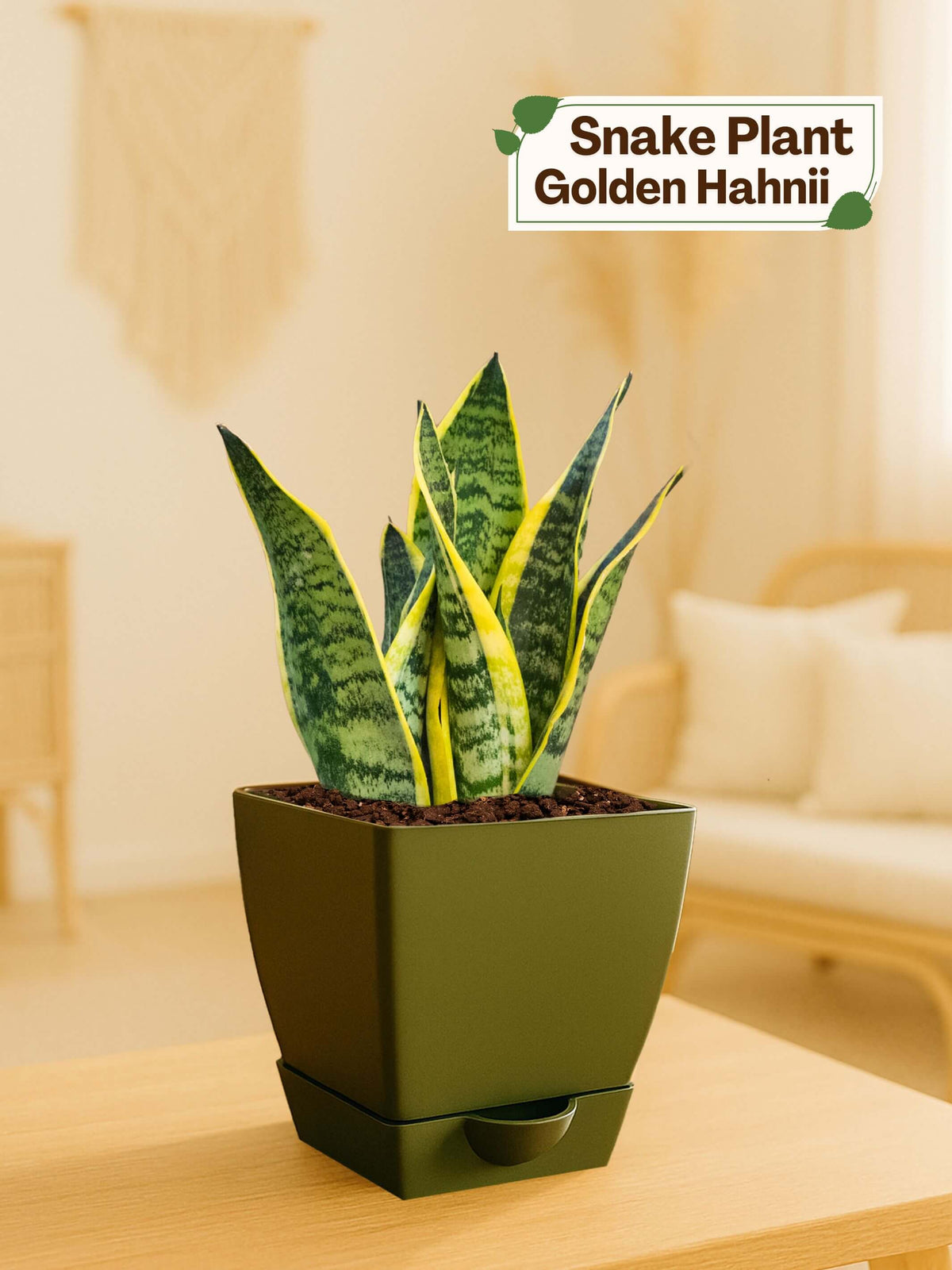 #color_Green Pot